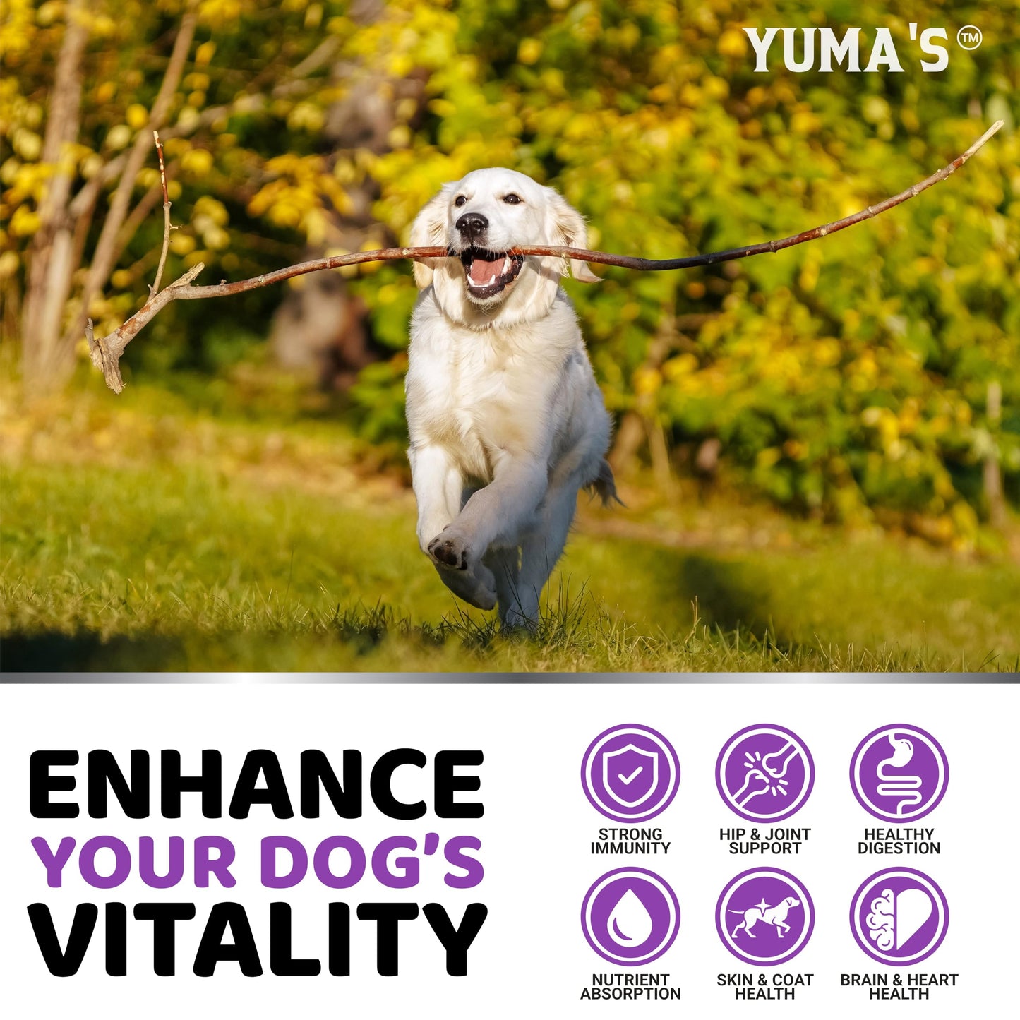 Dog Multivitamin Chewable with Glucosamine - 170 Chews - Dog Vitamins and Supplements 23 in 1 - Senior & Puppy Multivitamin for Dogs - Hip & Joint Support - Immune Health, Skin, Digestion