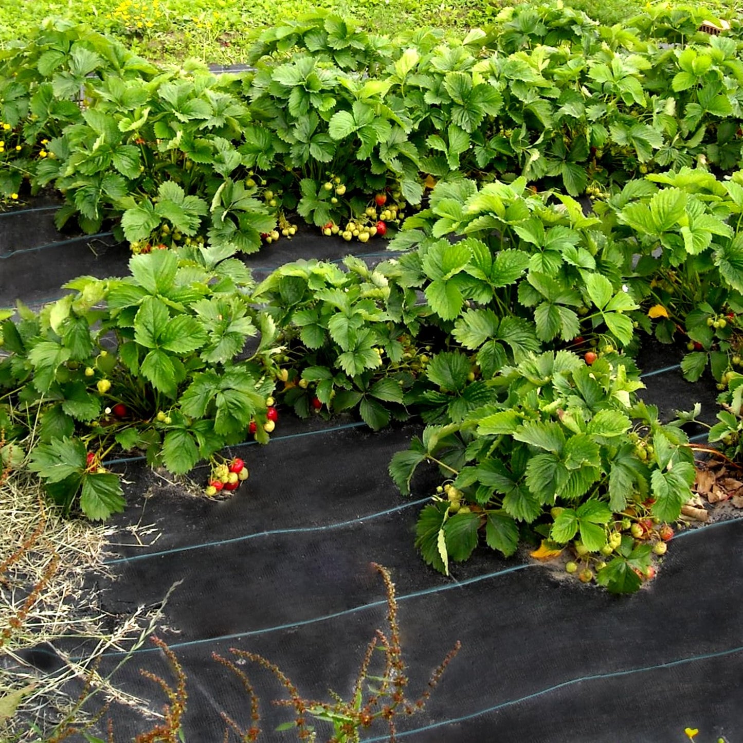 VEVOR 6FTx300FT Premium Weed Barrier Fabric Heavy Duty 2.4OZ, Woven Weed Control Fabric, High Permeability Good for Flower Bed, Geotextile Fabric for Underlayment, Polyethylene Ground Cover