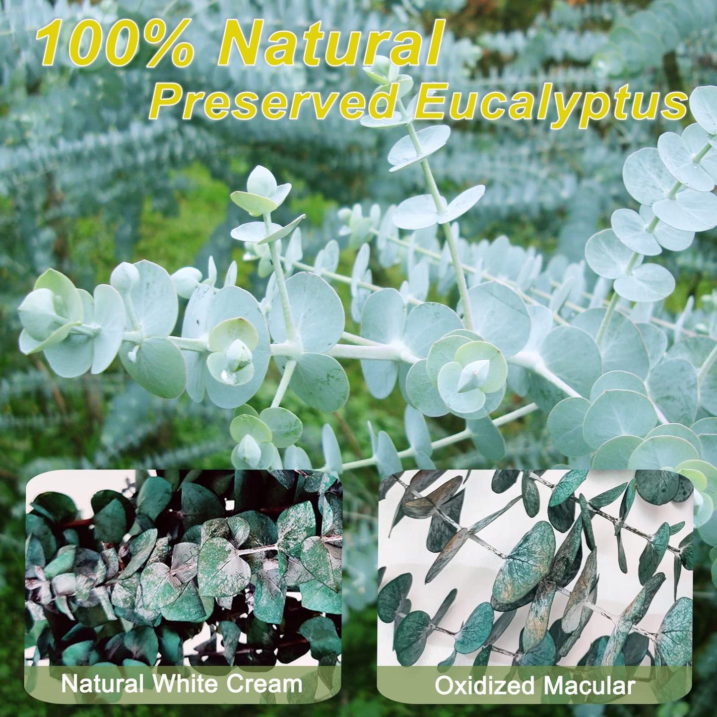 16Pcs-Preserved-Dried-Eucalyptus-Branches,17" Pure Natural Fresh Eucalyptus Plant for Shower, Real Eucalyptus Bunch for Vase Filler, Present for Mother, Dried Flowers Arrangement, Floral Home Decor - Available at All In One Marketplace Canada