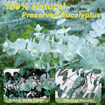 16Pcs-Preserved-Dried-Eucalyptus-Branches,17" Pure Natural Fresh Eucalyptus Plant for Shower, Real Eucalyptus Bunch for Vase Filler, Present for Mother, Dried Flowers Arrangement, Floral Home Decor - Available at All In One Marketplace Canada
