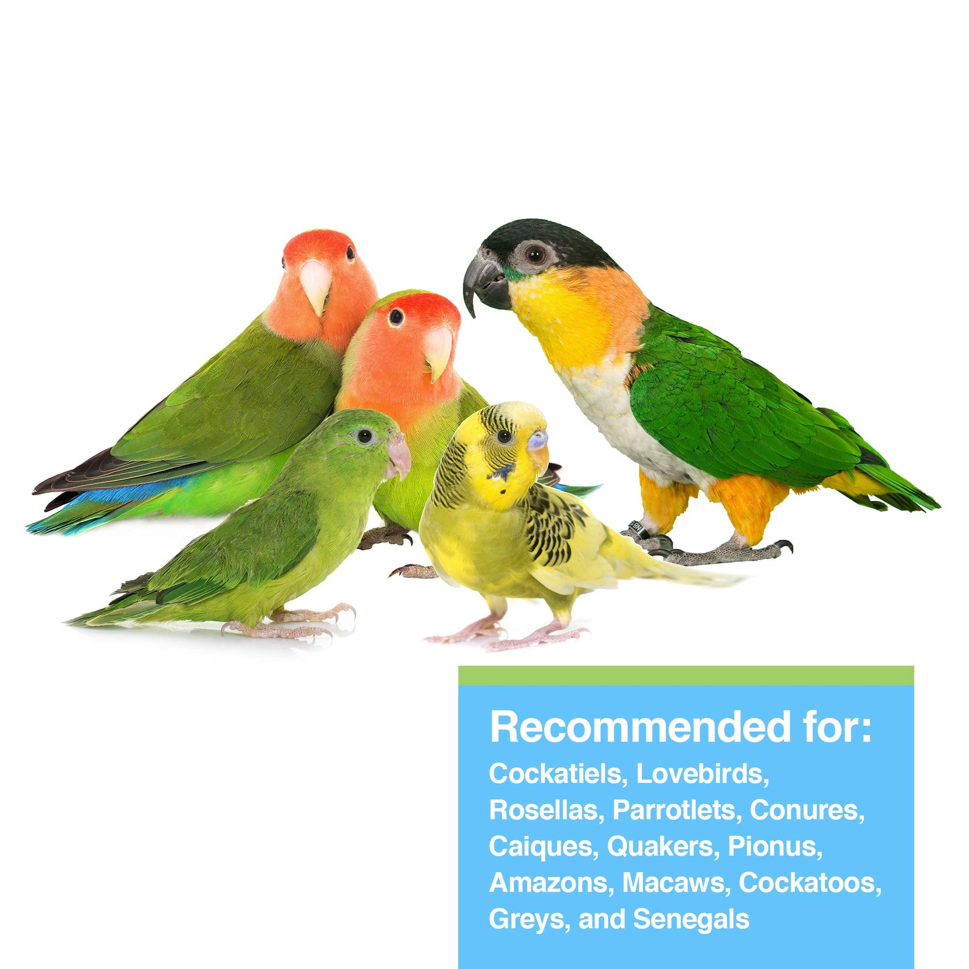 Tropican Lifetime Formula Granules for Parrots - 1.8 kg (4 lb) HARI