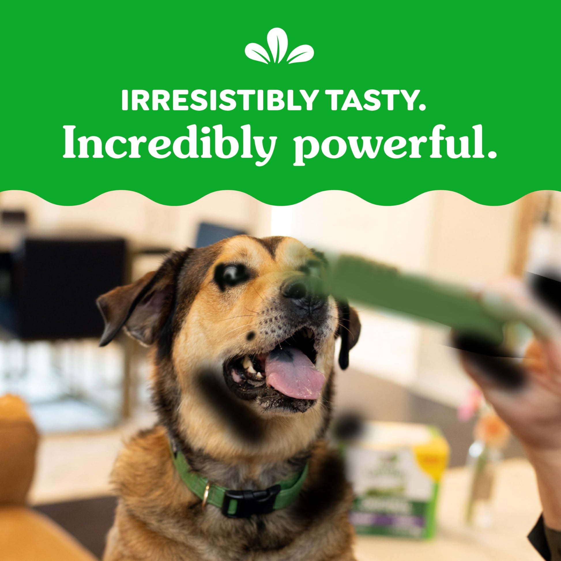 GREENIES Dog Treats Original Large Natural Dental Care, (34 Treats) 54oz. Pack