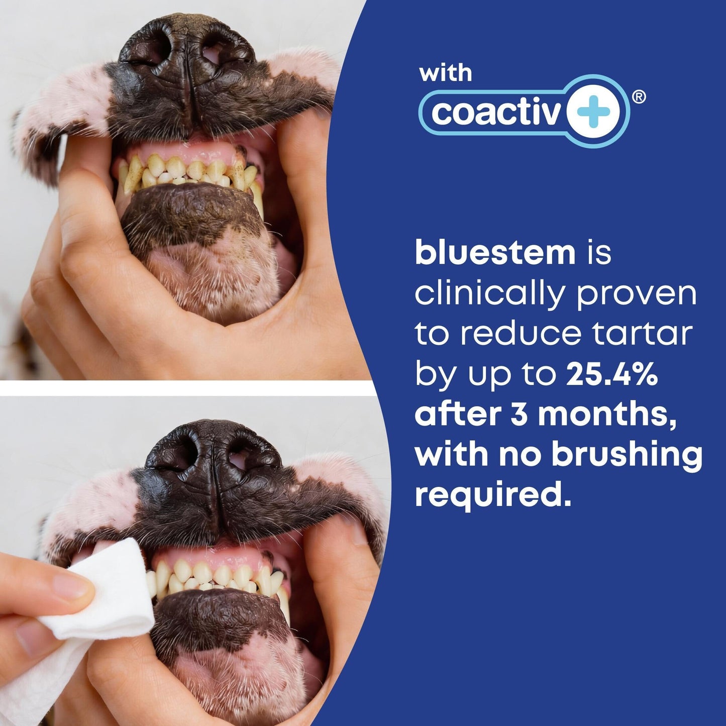 bluestem Cat and Dog Toothpaste – Scientifically Formulated Coactiv+ Pet Toothpaste Helps Reduce Plaque & Tartar, Freshens Breath, and Promotes Daily Dog and Cat Oral Care – Chicken Flavor (70g)