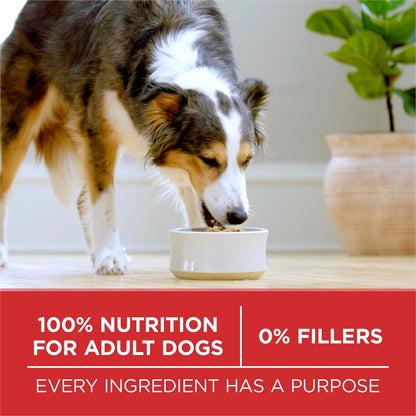 Purina ONE Dry Dog Food, Microbiome Balance with Chicken & Rice 7kg 🍁 All In One Marketplace Canada