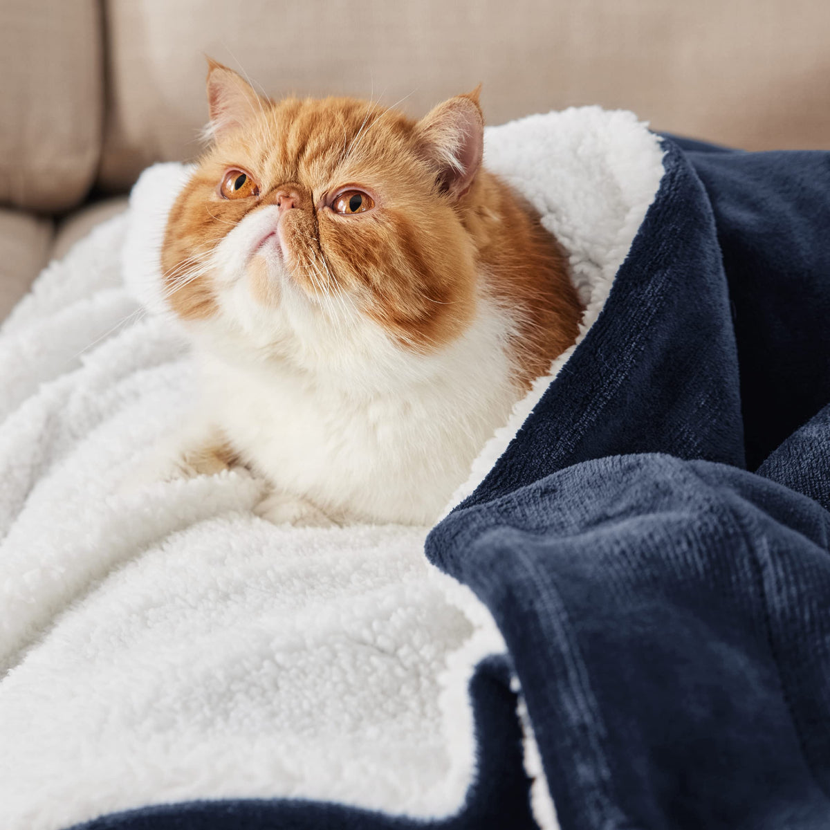 Bedsure Reversible Twin Sherpa Blanket for Bed, Navy, 60x80 Inch 🍁 All In One Marketplace Canada