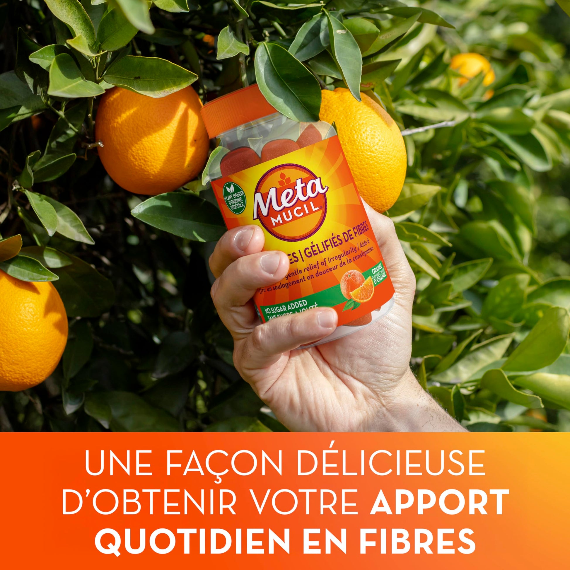 Metamucil Fibre Gummies, No Sugar Added, Orange Flavour, Prebiotic, Plant-Based, 105 Count