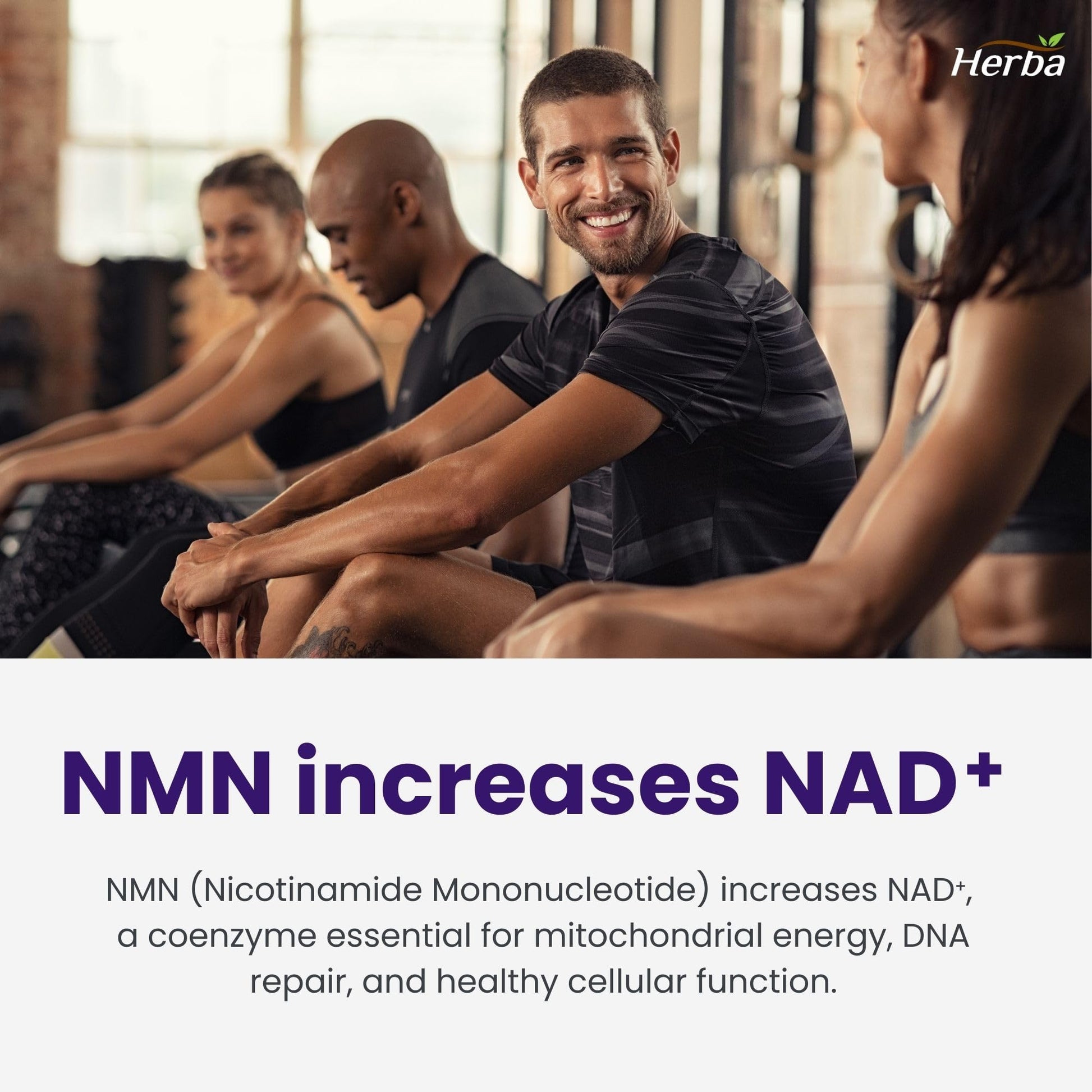 Herba NMN Supplement with Resveratrol – 500mg + 100mg | 100% Purity β-NMN & >99% Resveratrol | NAD Supplement Canada Made | NAD+ Precursor | 30 Capsules - Available at All In One Marketplace Canada