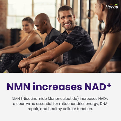 Herba NMN Supplement with Resveratrol – 500mg + 100mg | 100% Purity β-NMN & >99% Resveratrol | NAD Supplement Canada Made | NAD+ Precursor | 30 Capsules - Available at All In One Marketplace Canada