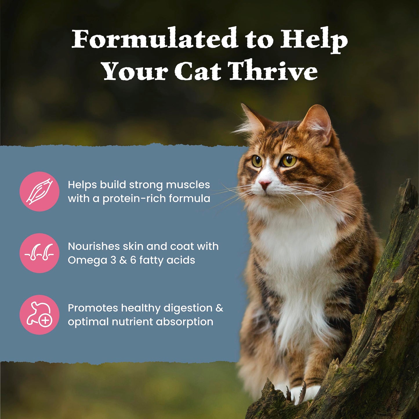 Blue Buffalo Wilderness with Salmon Natural High-Protein Grain-Free Dry Food for Adult Cats, Real Salmon First, Antioxidant-Rich LifeSource Bits Support Immunity, Promotes Strong Muscles, 2.2kg/5 lbs.