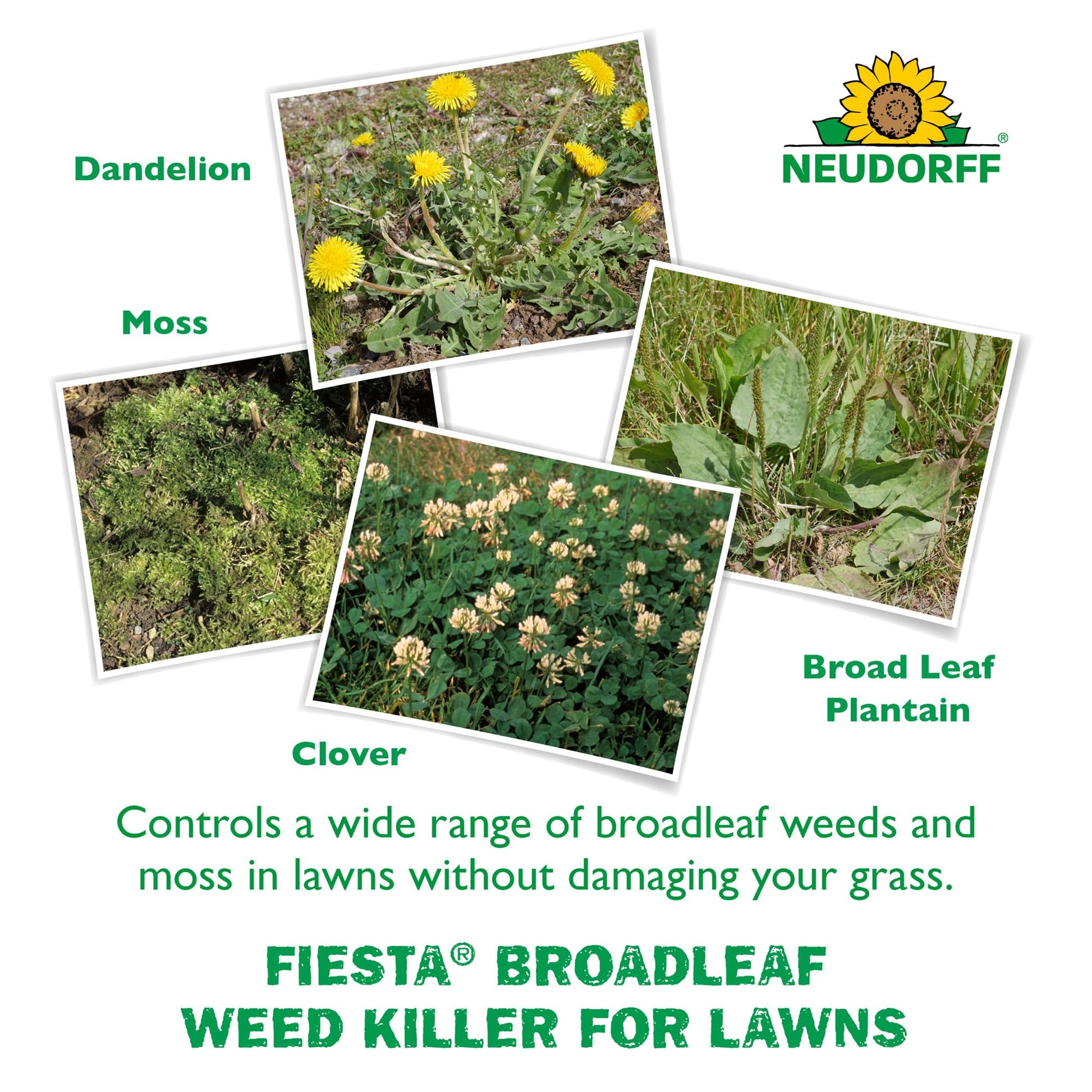 Fiesta Broadleaf Weed Killer for Lawns, Controls Dandelion, White Clover, & More & See Result within Hours. People & Pets Can Enter Treated Area when Spray Dries, Made with Iron, Rainfast in 3 Hours.