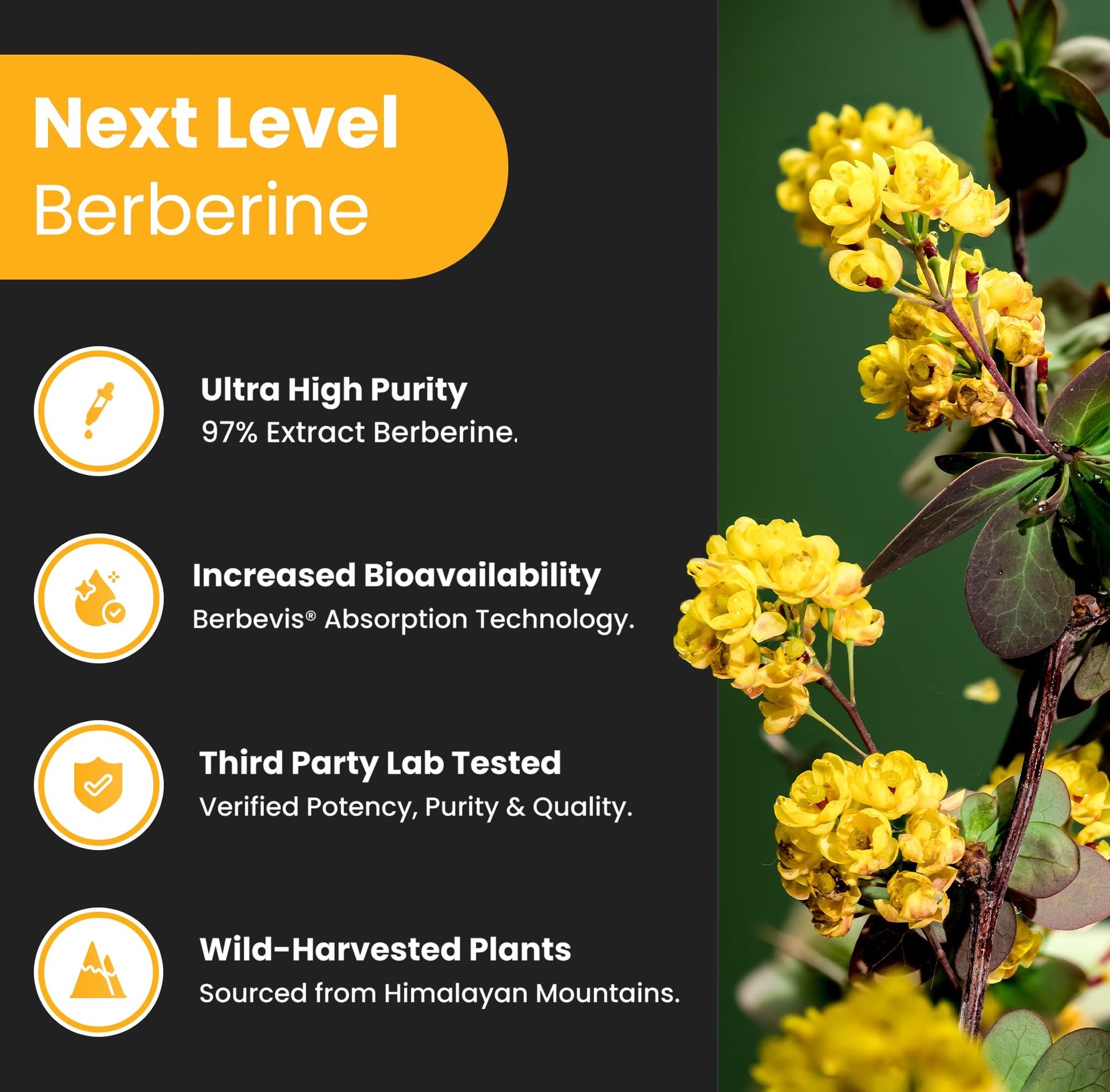 Berberine 1200mg Complex – 120 Count - Highest Purity 97% Berberine HCl + Patented Berbevis Phytosome for Max Absorption – Ultra Strength Capsules With Grape Seed Extract - Berberine Supplement Supports Glucose Metabolism & Healthy Blood Sugar Levels - Available at All In One Marketplace Canada