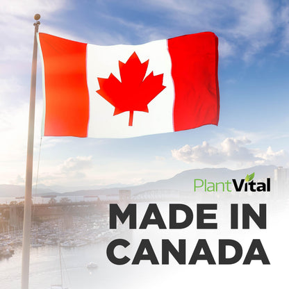 PlantVital Coenzyme Q10 - Made in Canada - 400mg (2 capsule per day) - CoQ10 Supplement - Support Cardiovascular Health - High-Potency - Helps Reduce Migraine Frequency - 45 Days Supply - 90 Capsules - Available at All In One Marketplace Canada