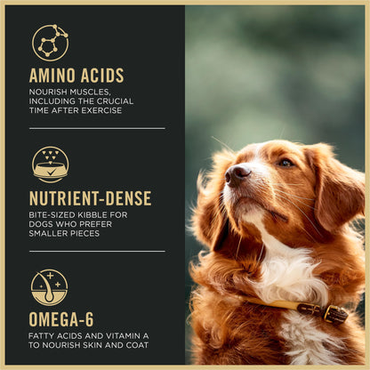 Purina Pro Plan Dry Dog Food, Sport Small Bites 27/17 Lamb & Rice - 17 kg Bag (1 Pack) - Available at All In One Marketplace Canada