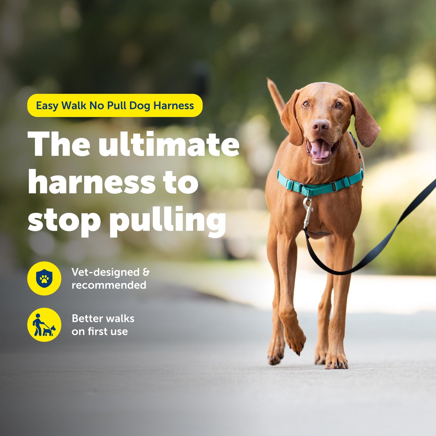 PetSafe Easy Walk Dog Harness, Teal/Gray, Medium 🍁 All In One Marketplace Canada