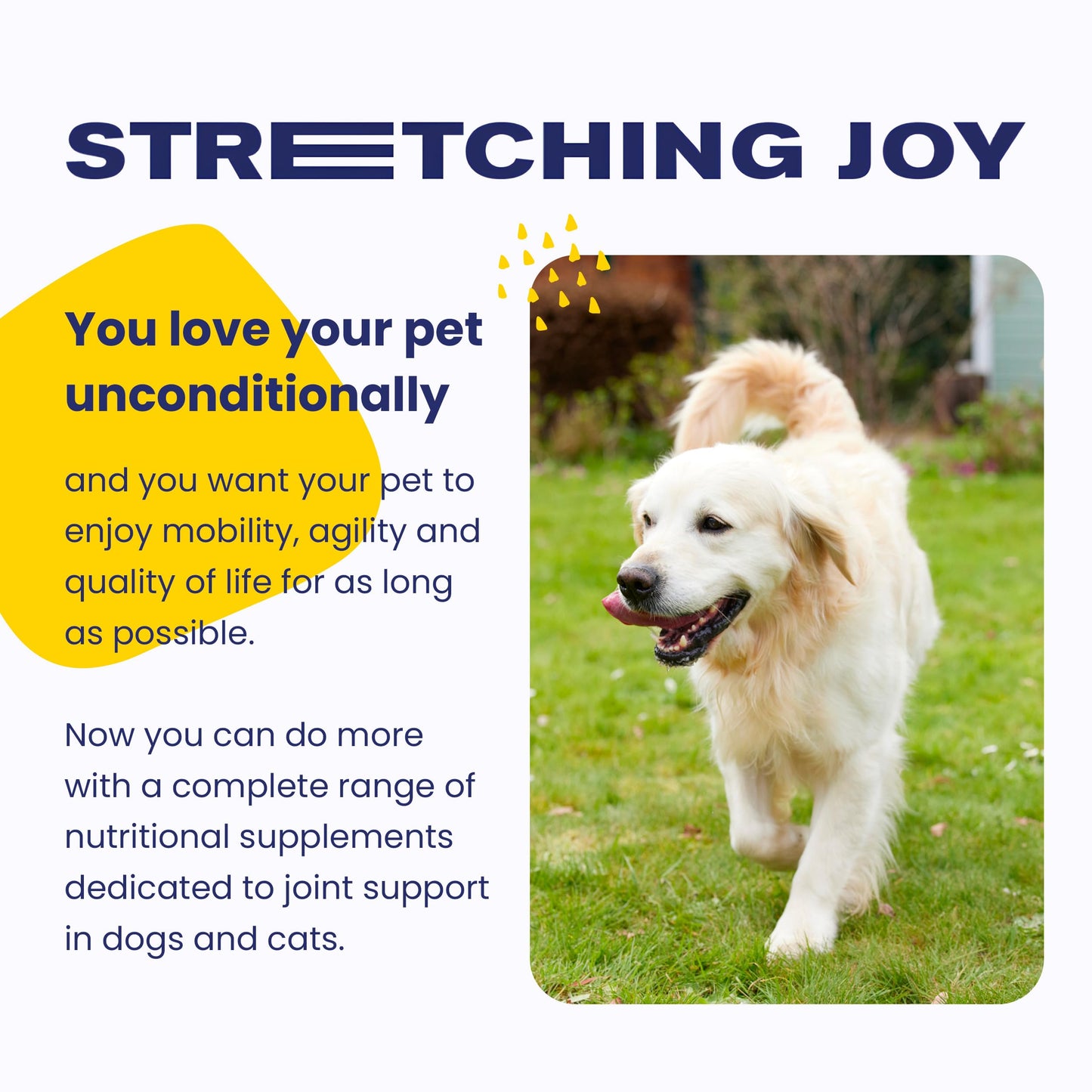Vetoquinol Flexadin Advanced (with boswellia) – Dog Joint Supplement – One Chew a Day for Dogs - 60 Chews - Available at All In One Marketplace Canada