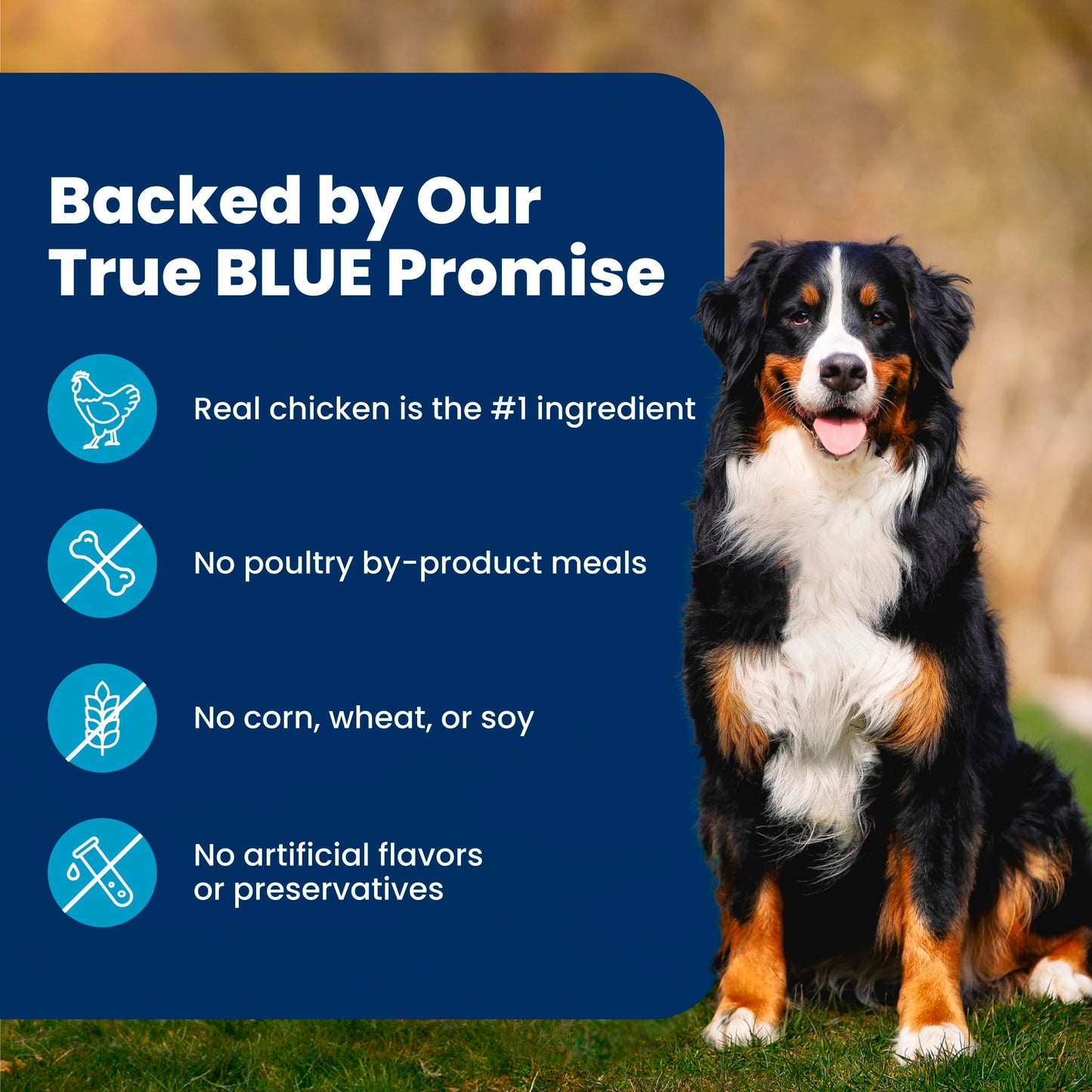 Blue Buffalo Life Protection Formula Chicken & Brown Rice Adult Dry Dog Food, Supports Immunity with Antioxidant-Rich LifeSource Bits, Promotes Healthy Muscle Development, 2.7kg/6lbs