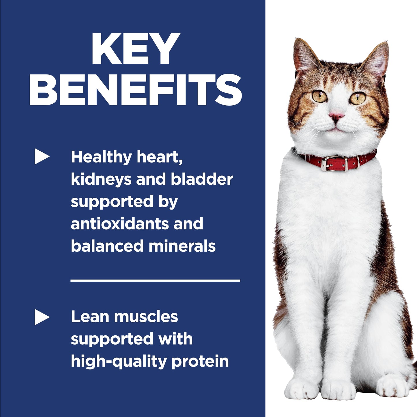 Hill's Science Diet Senior 7+ Chicken Recipe Dry Cat Food 7.25 kg Bag Hill's Science Diet