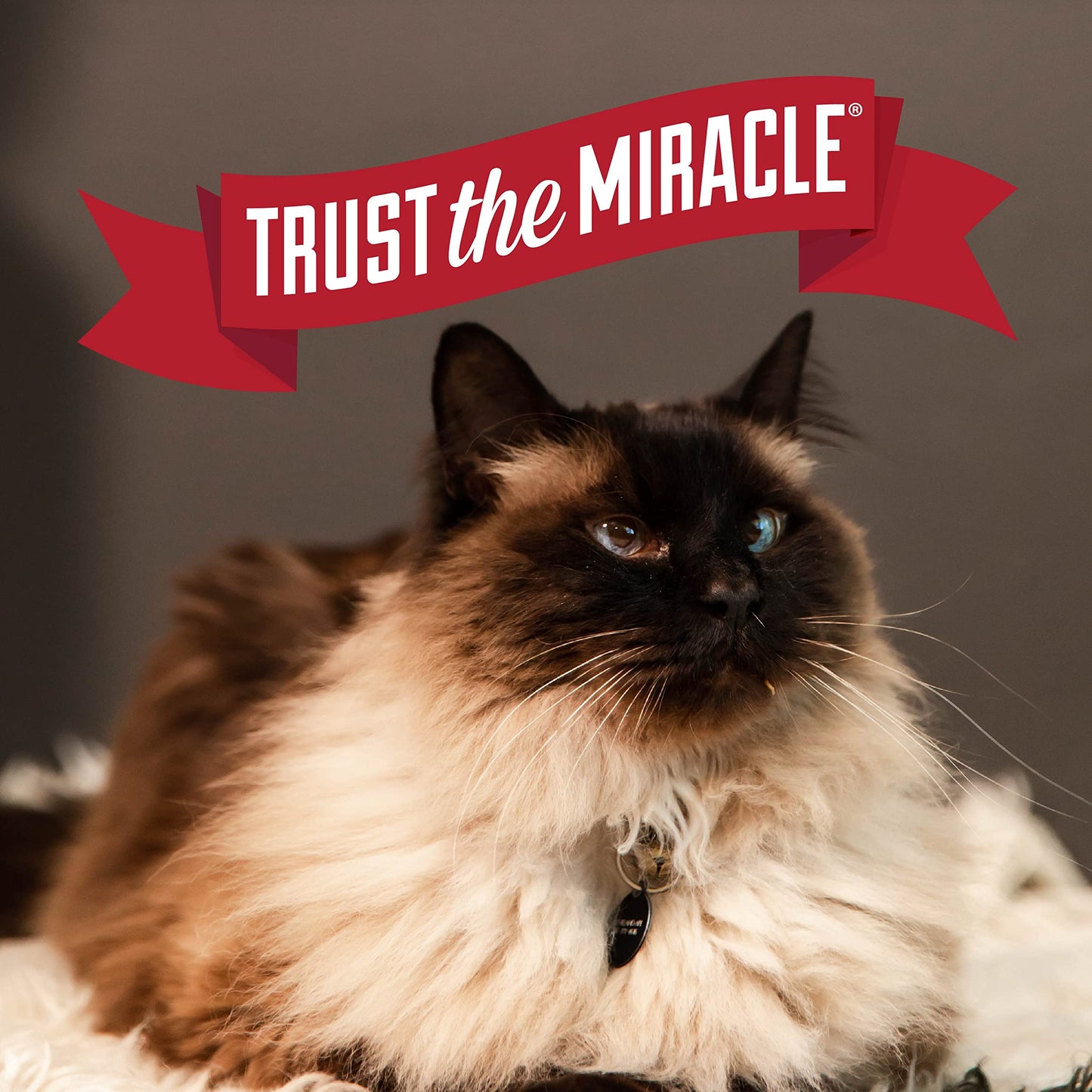 Nature's Miracle Intense Defense Clumping Litter 40 LBS 🍁 All In One Marketplace Canada