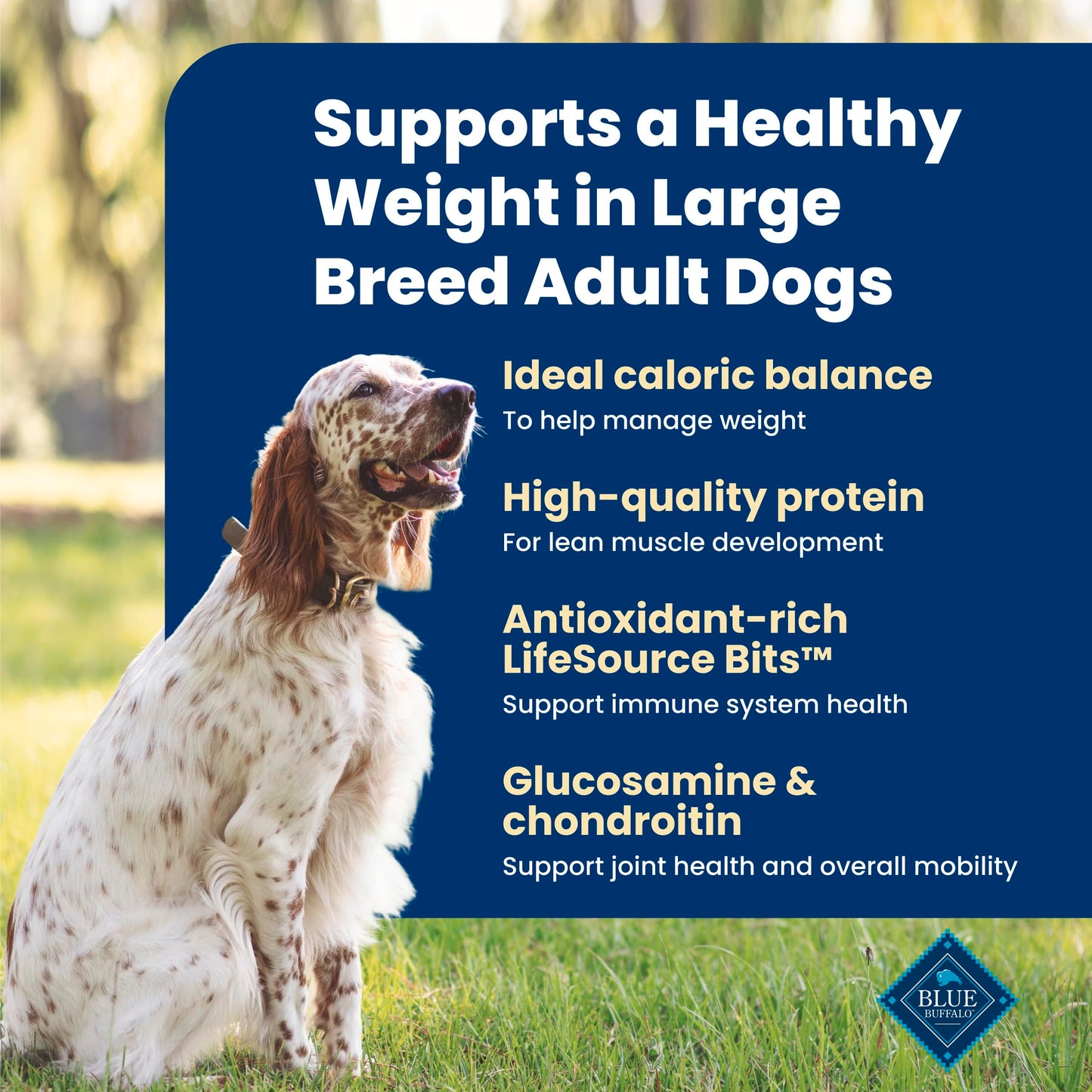 Blue Buffalo Life Protection Formula Chicken & Brown Rice Healthy Weight Large Breed Adult Dry Dog Food, Supports Immunity with LifeSource Bits, Promotes Healthy Lean Muscles,11.7kg/26 lbs