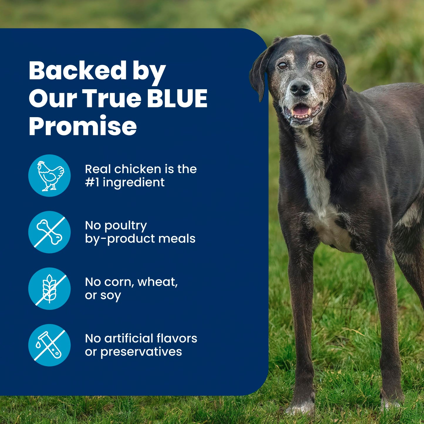 Blue Buffalo Life Protection Formula Large Breed Adult Dry Dog Food, Promotes Joint Health and Lean Muscles, Made with Natural Ingredients, Chicken & Brown Rice Recipe,11.7kg/26 lbs