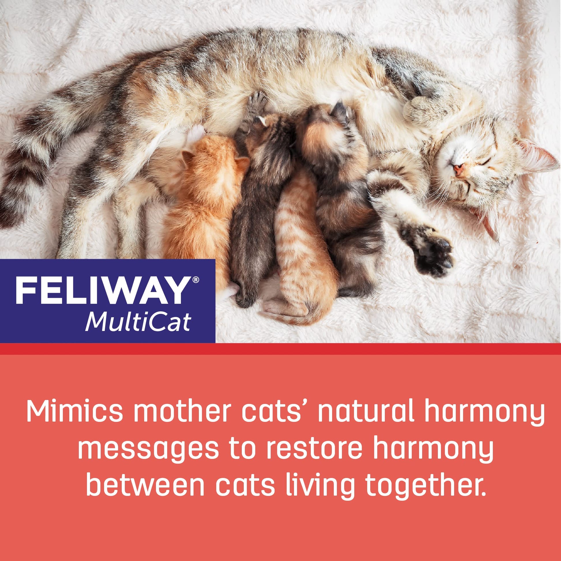 FELIWAY Friends Diffuser Refill Value Pack, Promotes harmony between cats in multi-cat households, VHP Registered NN.X7C2, includes 3 Refills, Lasts 90 Days, Cat Calming Pheromones, 3 x 48ml