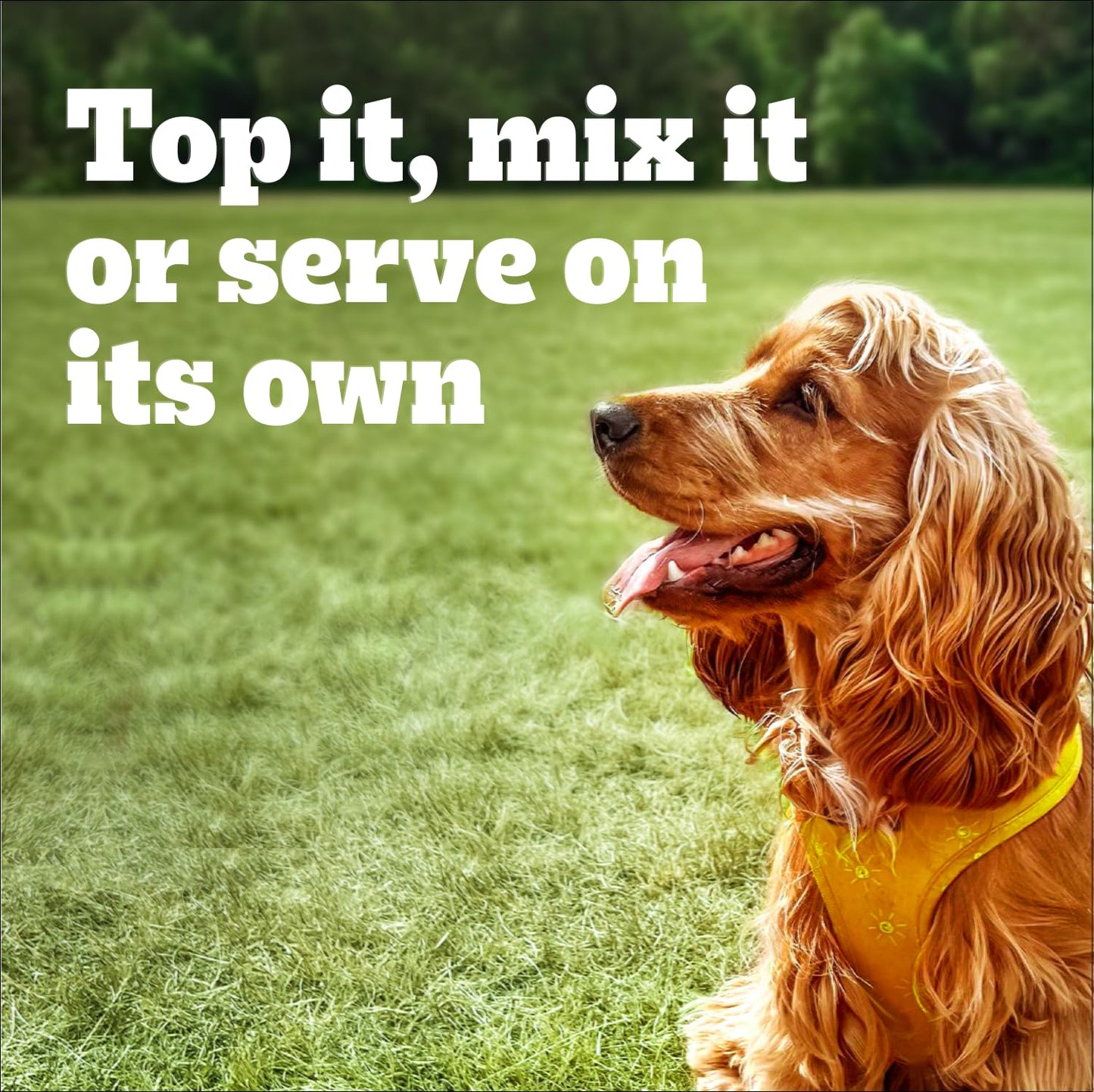 PEDIGREE Adult Wet Dog Food, PEDIGREE Chopped Adult Wet Dog Food, 375g (12 pack) 🍁 All In One Marketplace Canada