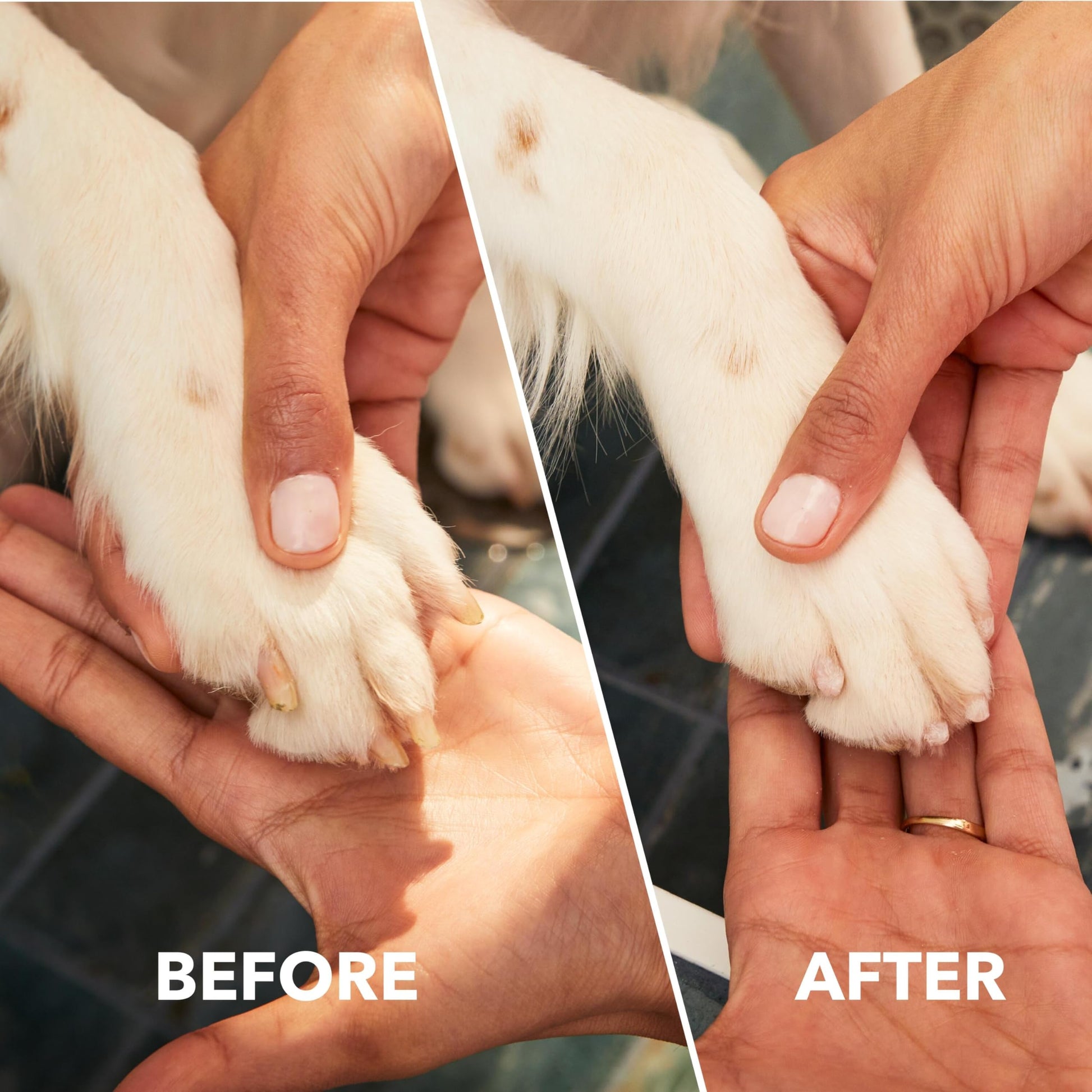 Dremel PawControl Dog Nail Grinder and Trimmer- Safe & Humane Pet Grooming Tool Kit- Cordless & Rechargeable Claw Grooming Kit for Dogs, Cats, and Small Animals 7760-PGK Dremel