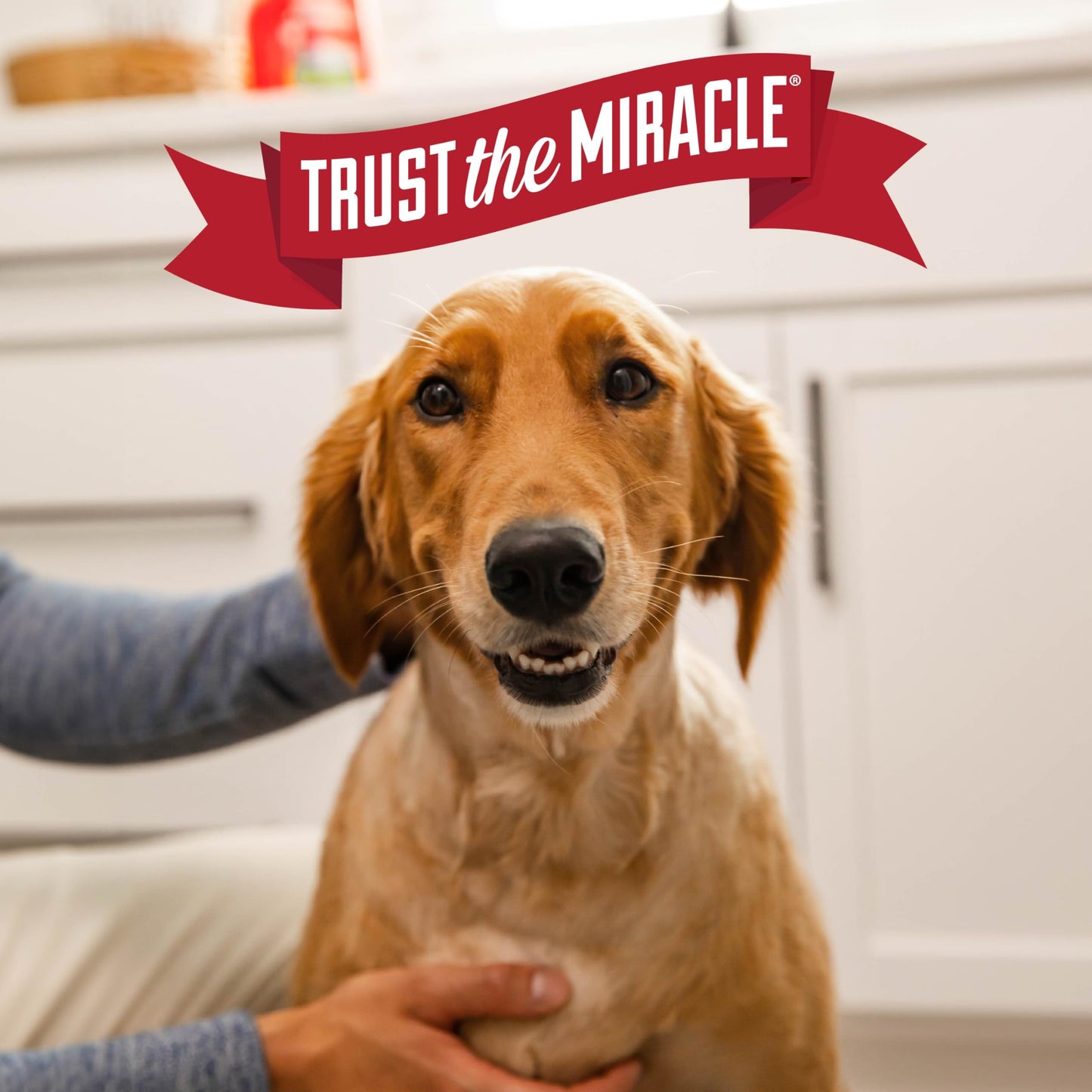 Nature's Miracle Urine Destroyer Plus For Dogs With Flip & Go Sprayer, 64 Ounces, Enzymatic Formula For Dogs Powers Out Tough Dog Urine Messes And Yellow, Sticky Residue Nature's Miracle