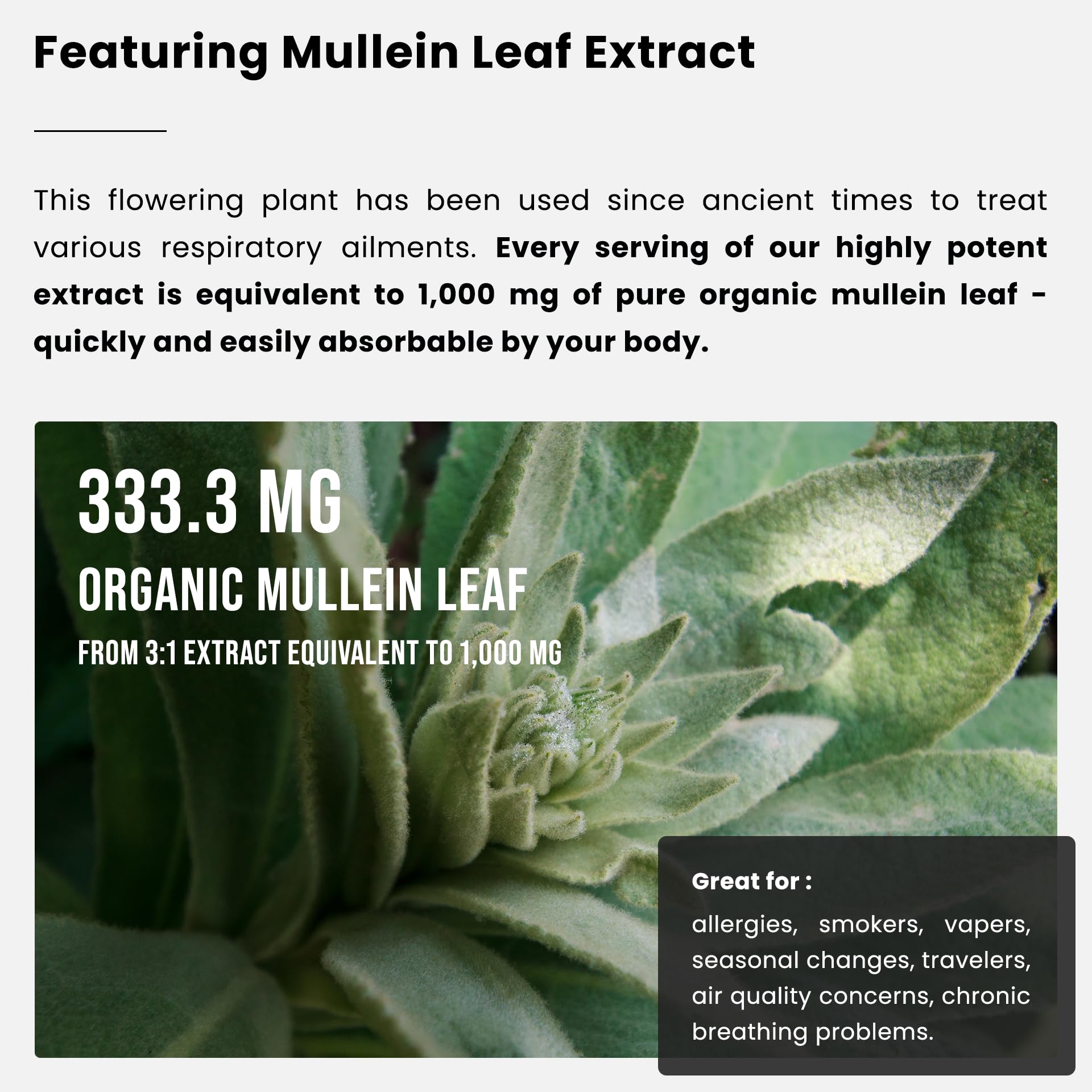 Organic Mullein Leaf Extract for Lungs - 4 Fl Oz - Herbal Tincture for Lung Cleanse & Flush - Natural Mullein Tea Alternative - Mullein Supplement Drops for Lungs - 1,000mg Equivalent Per Serving - Available at All In One Marketplace Canada
