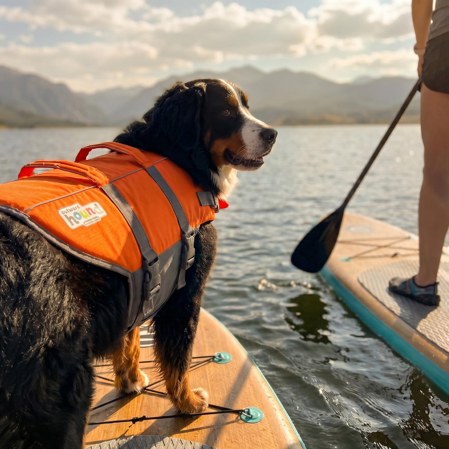 Outward Hound Granby Splash Dog Life Jacket with Handle, Reflective Floating Vest for Swimming & Boating, Maximum Buoyancy, All Skill Levels, Extra-Large Dogs (33–44" Girth), Orange, X-Large 🍁 All In One Marketplace Canada