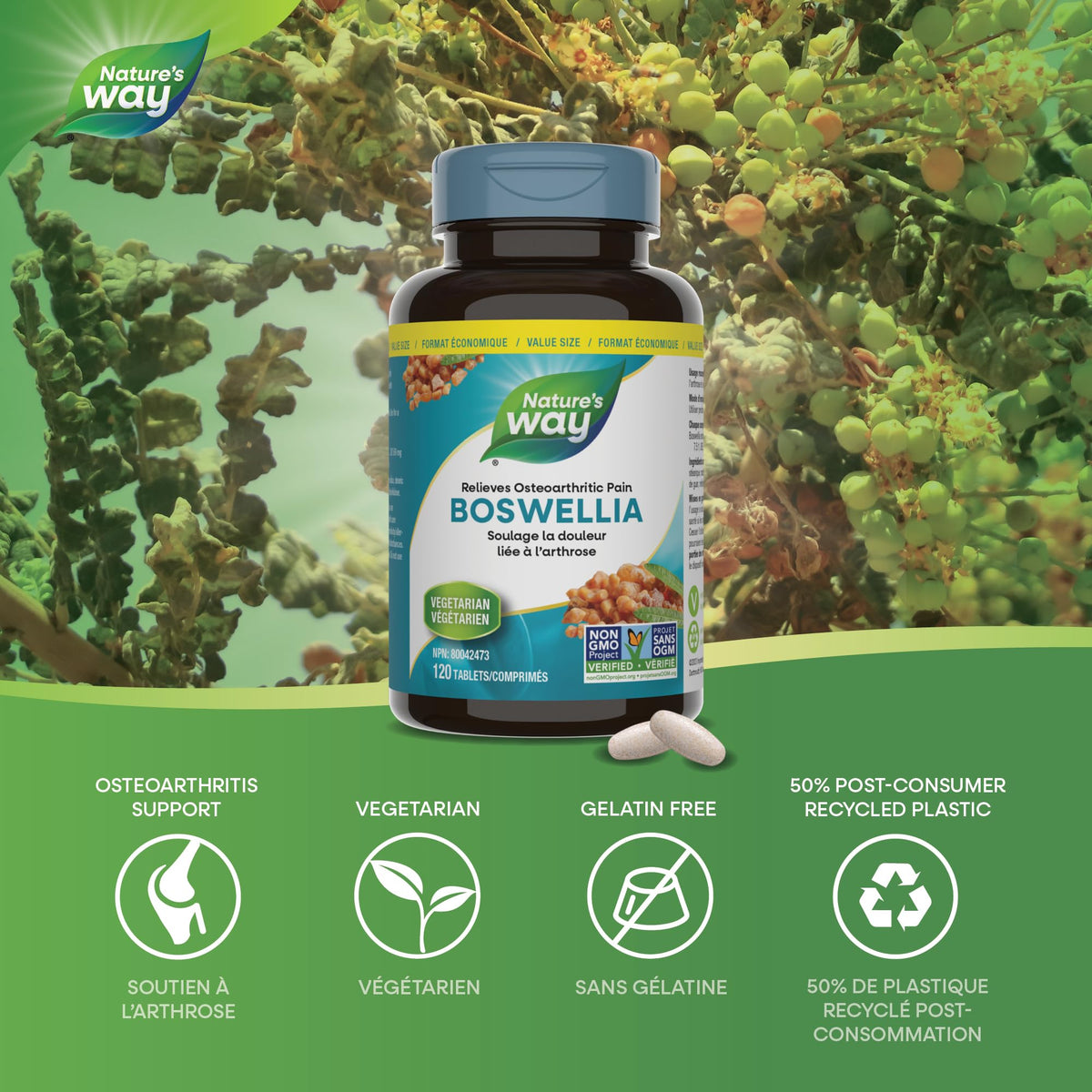 Nature’s Way Boswellia, 115 mg Boswellic Acids – Helps Relieve Joint Pain & Swelling Associated with Osteoarthritis of the Knee – Vegetarian, Non-GMO – 120 Tablets