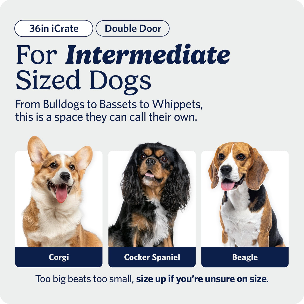 MidWest Homes for Pets 36-Inch iCrate for Medium-Large Breeds, 41-70 lbs, Double Door Folding Dog Crate with Divider Panel, Leak-Proof Tray & Secure Latches, Portable, Durable & Easy to Assemble