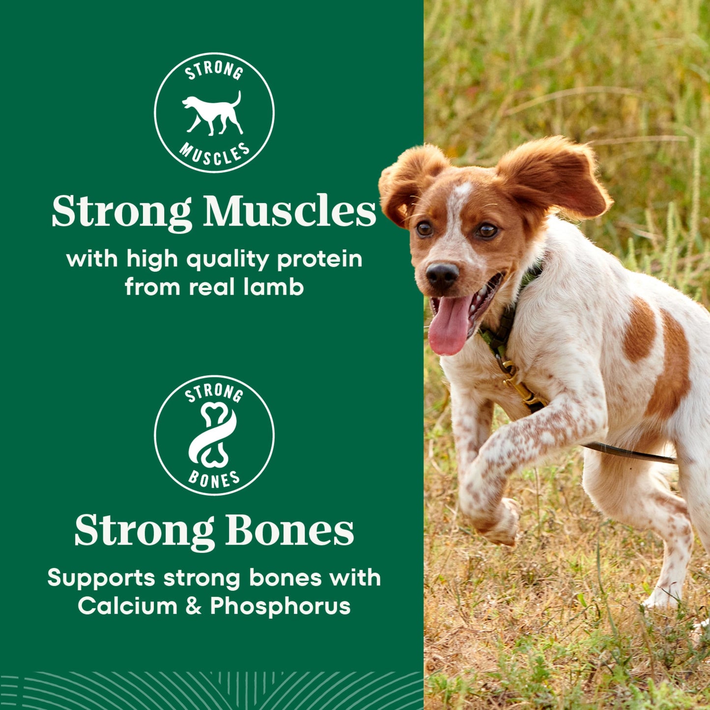 Nutro Natural Choice Adult Dry Dog Food, Lamb Flavour, 2.27kg Nutro