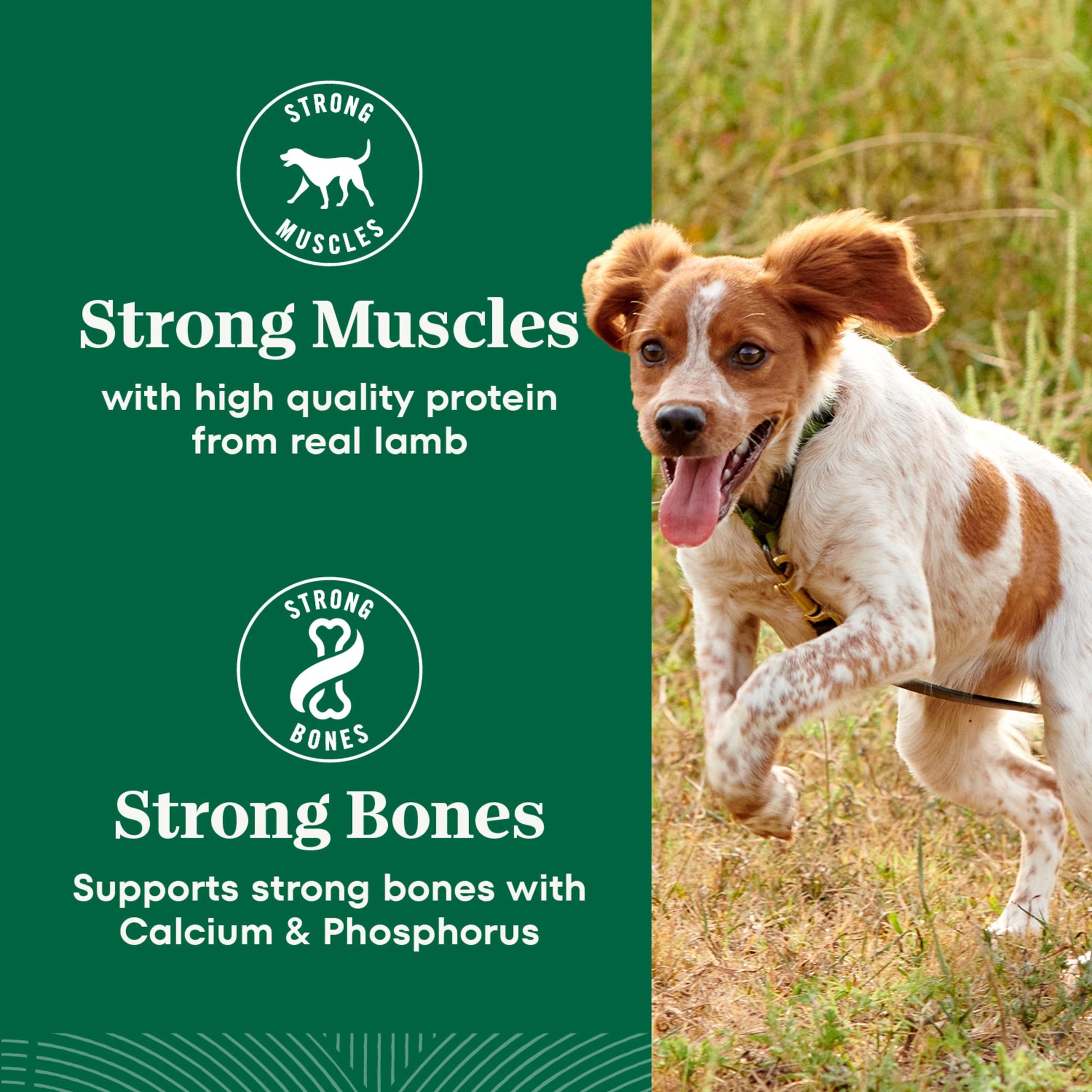 Nutro Natural Choice Adult Dry Dog Food, Lamb Flavour, 2.27kg Nutro