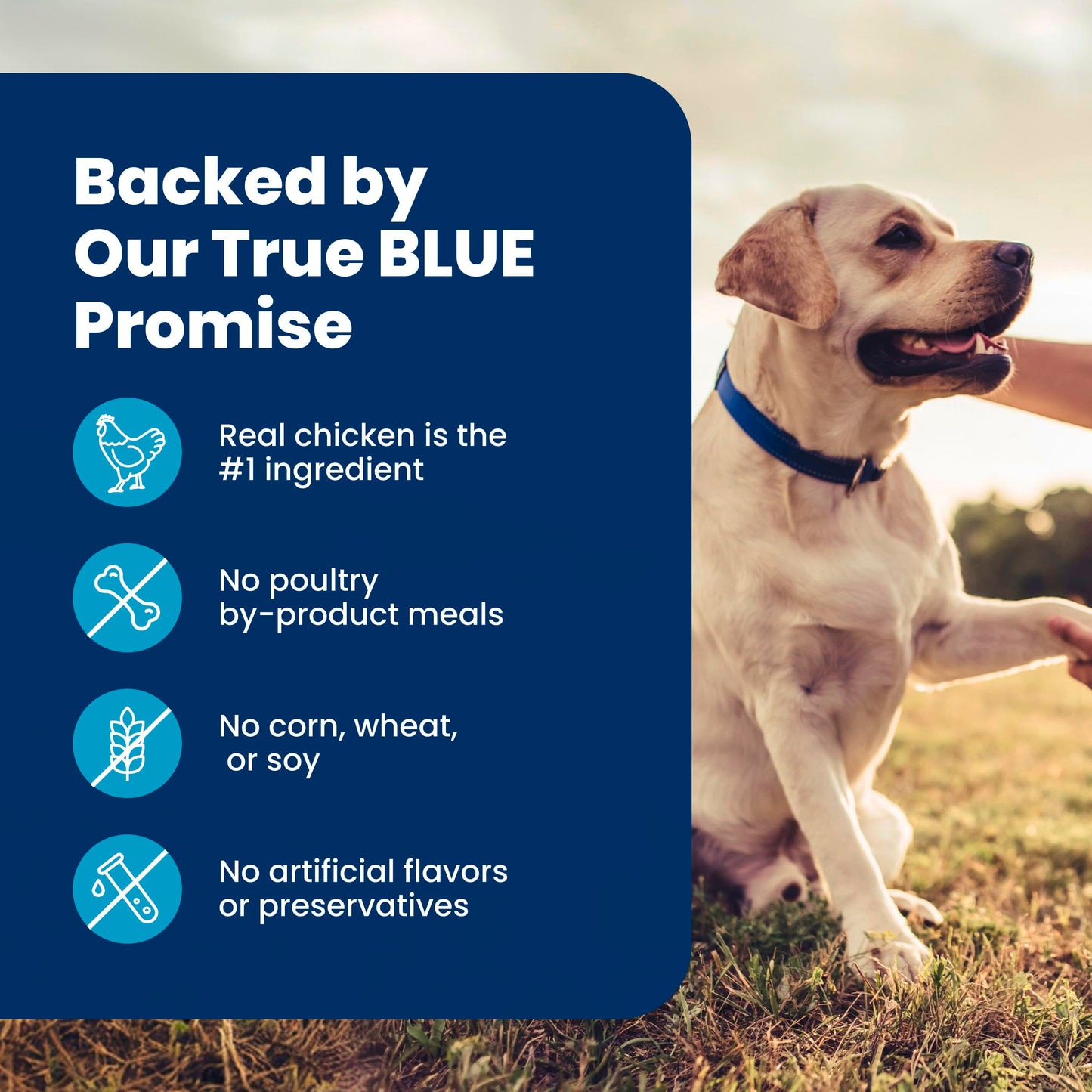 Blue Buffalo Life Protection Formula Chicken & Brown Rice Senior Dry Dog Food, Supports Immunity with Antioxidant-Rich LifeSource Bits, Promotes Healthy Muscle Development, Skin & Coat, 11.7kg/26lbs