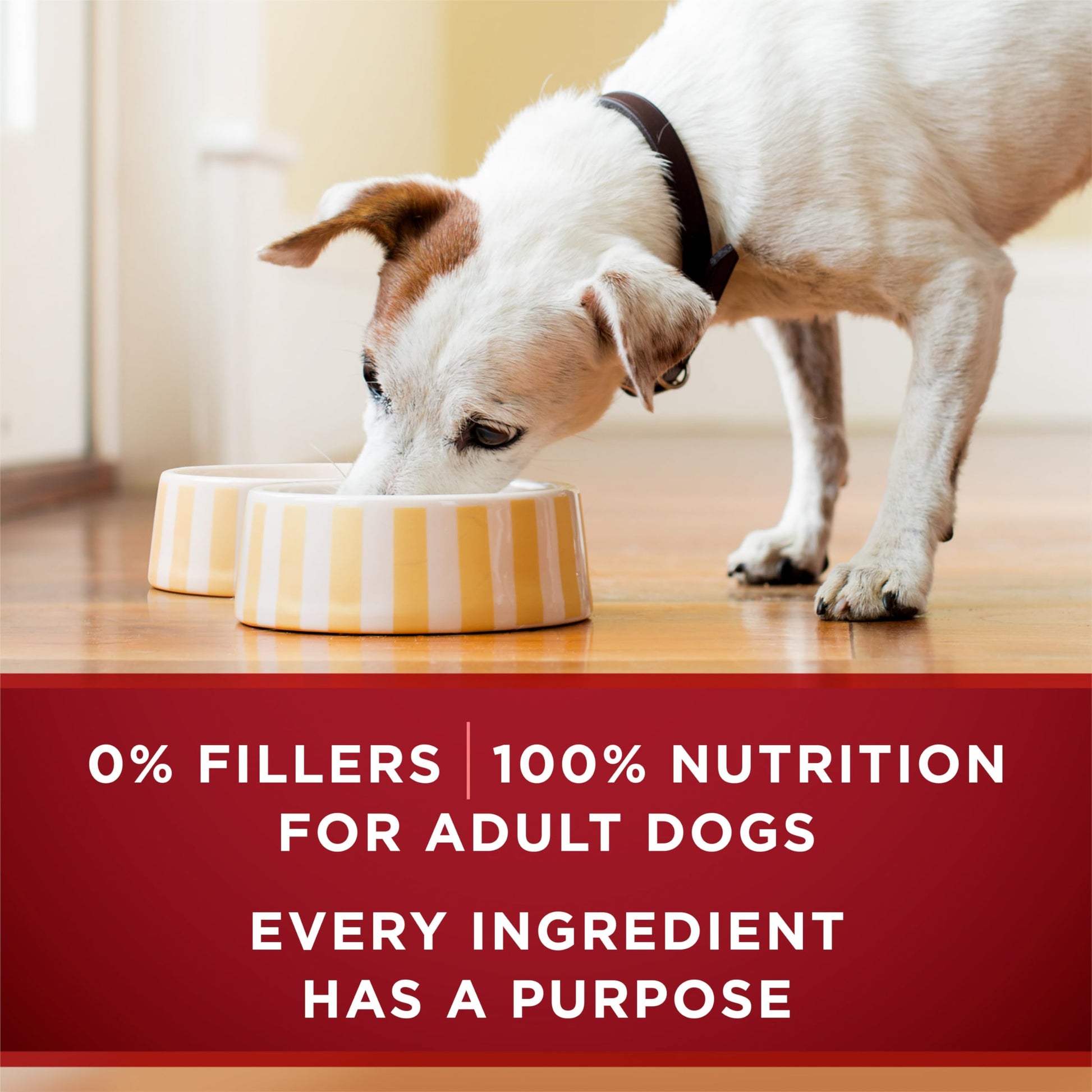Purina ONE True Instinct Wet Dog Food, Tender Cuts Variety Pack (12 Pack) Purina ONE