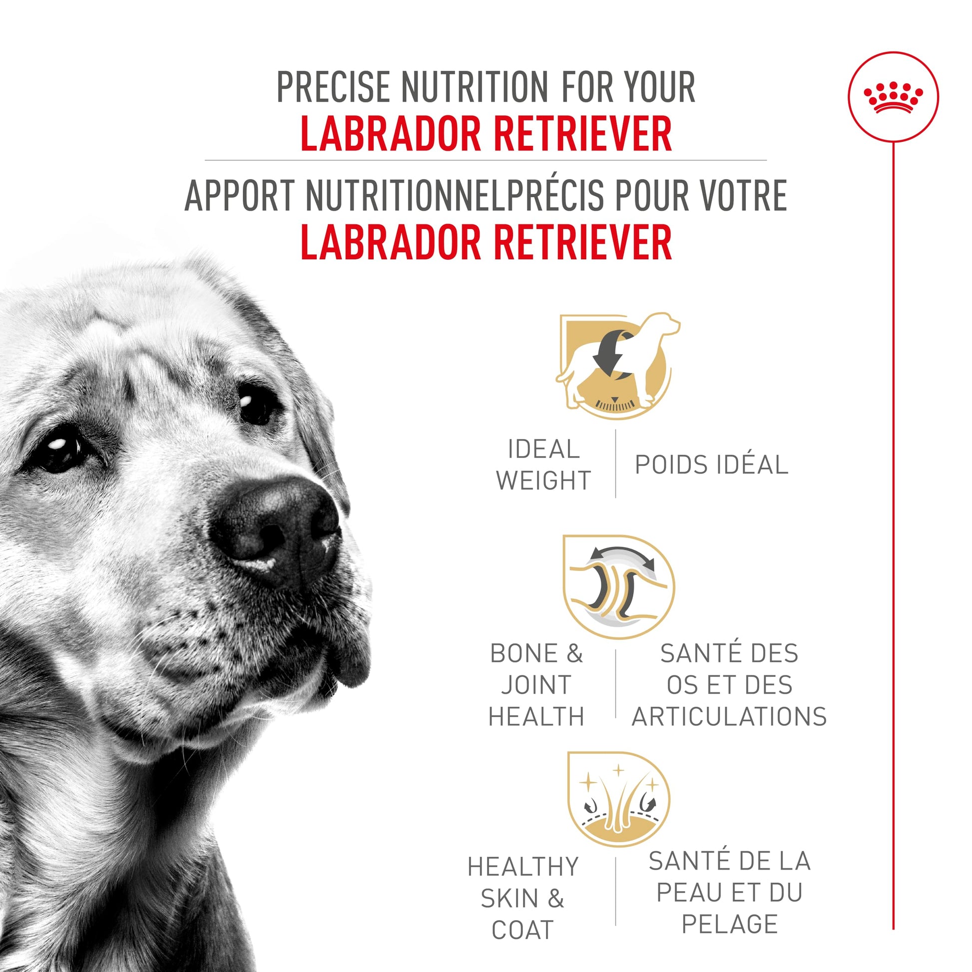Royal Canin Labrador Retriever Adult Dry Dog Food, 30 lb bag ROYAL CANIN