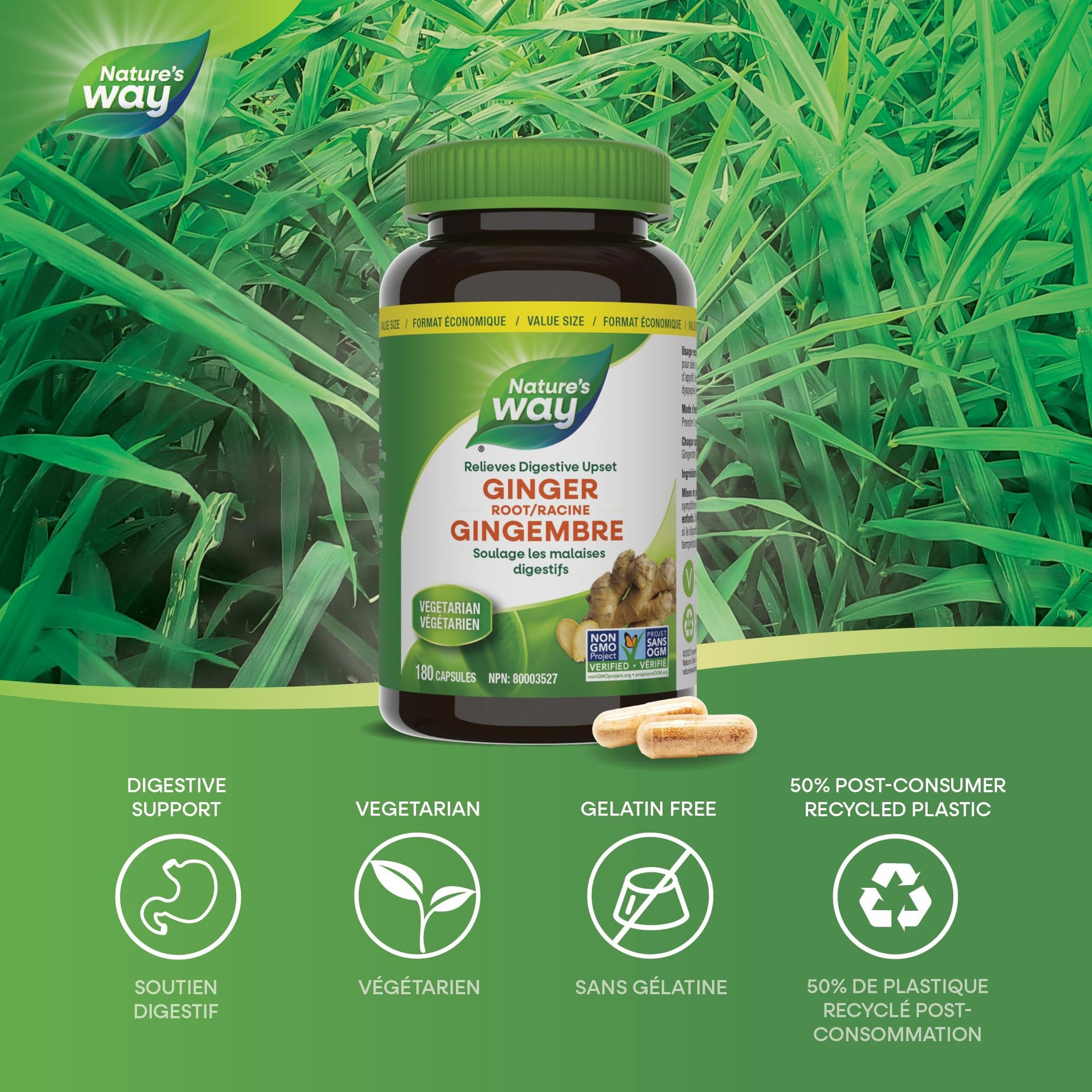 Nature's Way Ginger Root – Traditional Digestive Support Supplement - Used in Herbal Medicine to Help Relieve Digestive Upset – Non-GMO - 180 Vegetarian Capsules, Value Size - Available at All In One Marketplace Canada