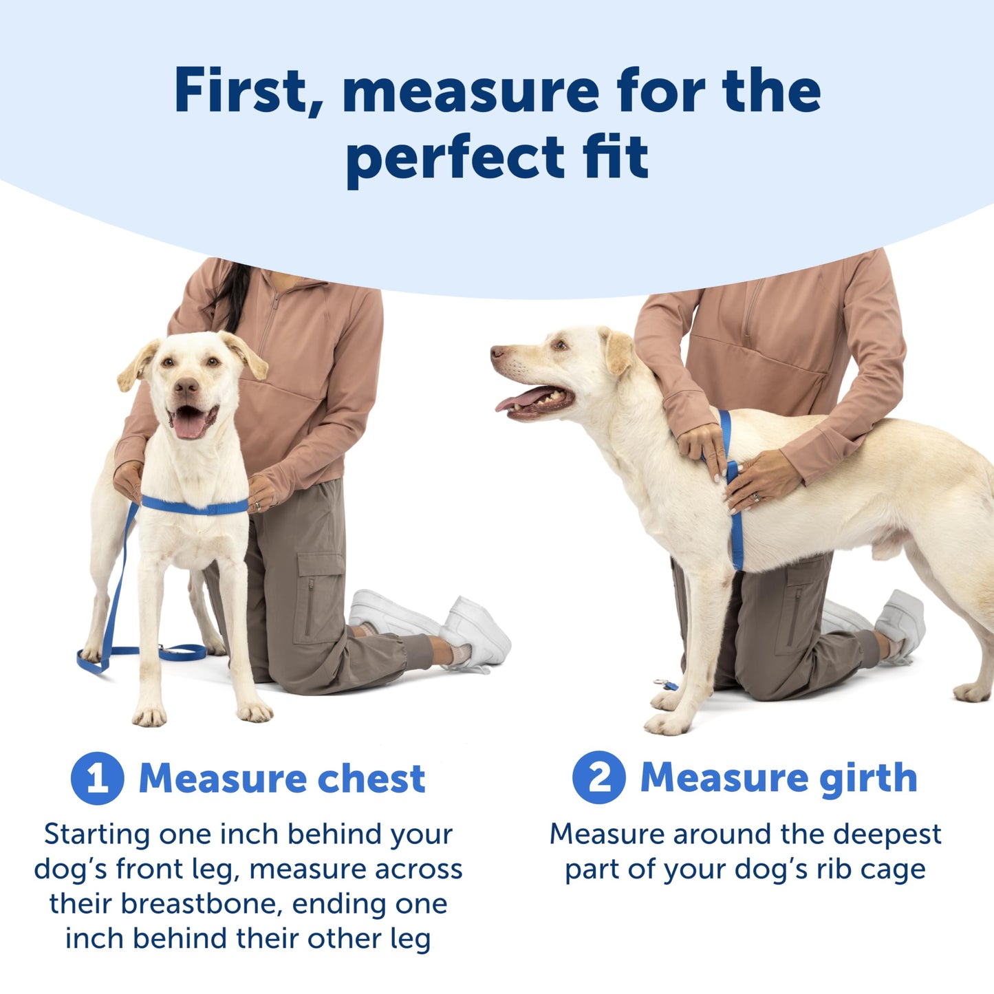 PetSafe Easy Walk Dog Harness, Teal/Gray, Medium 🍁 All In One Marketplace Canada