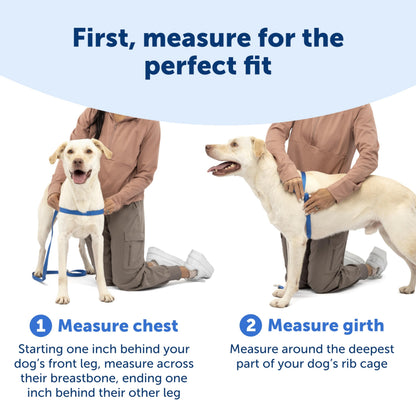 PetSafe Easy Walk Dog Harness, Teal/Gray, Medium 🍁 All In One Marketplace Canada
