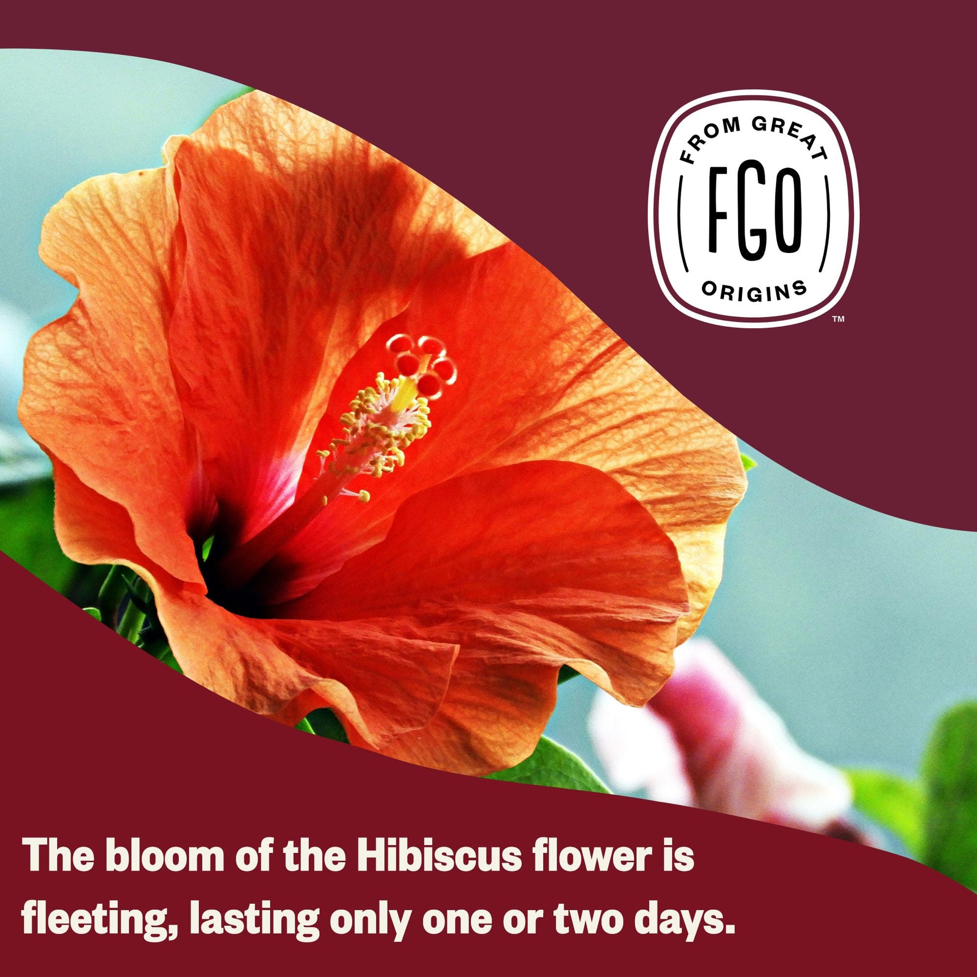 FGO Organic Hibiscus Tea - 100 Tea Bags in Resealable Eco-Friendly Packaging