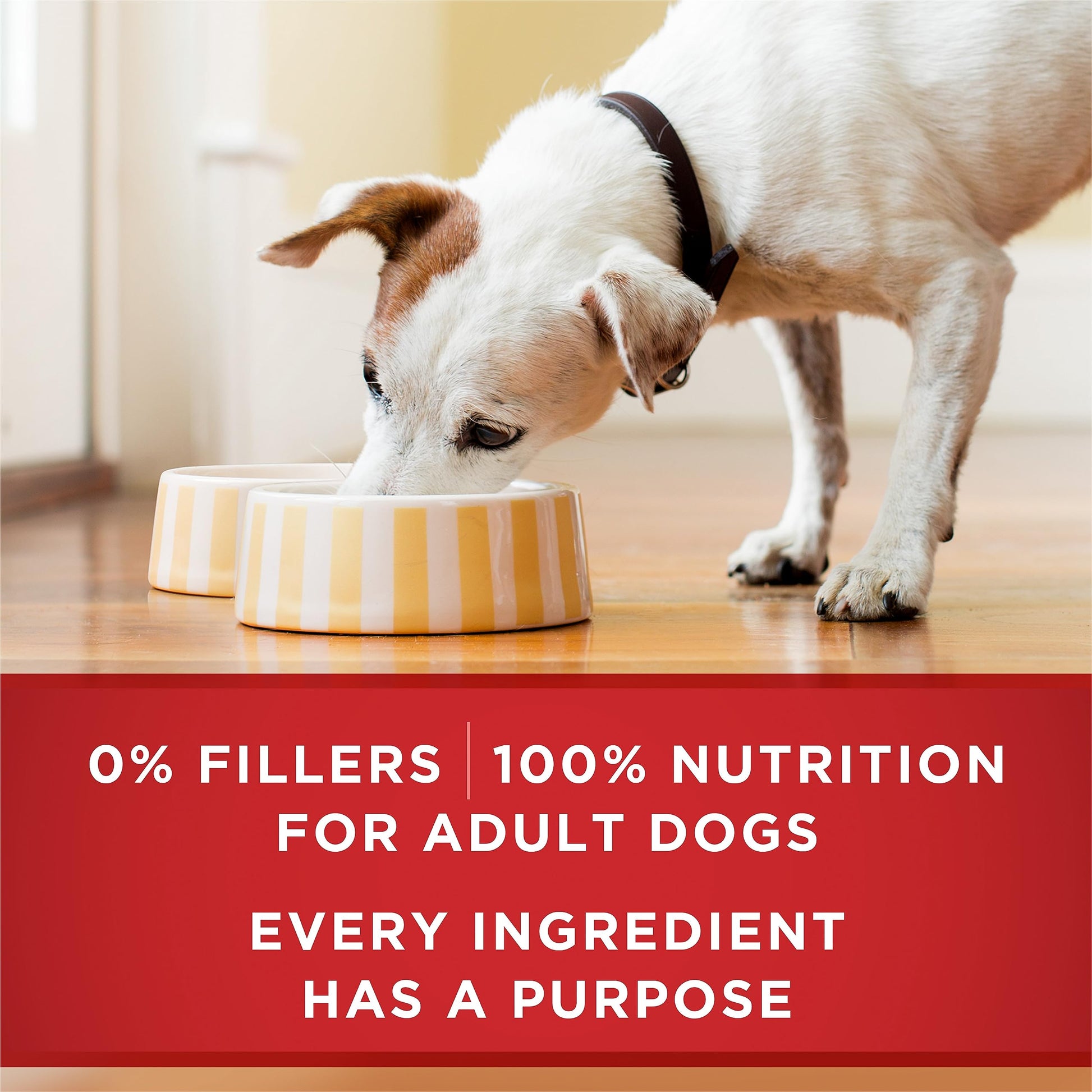 Purina ONE Wet Dog Food, Tender Cuts in Gravy Lamb & Rice 368g (12 Pack) Purina ONE