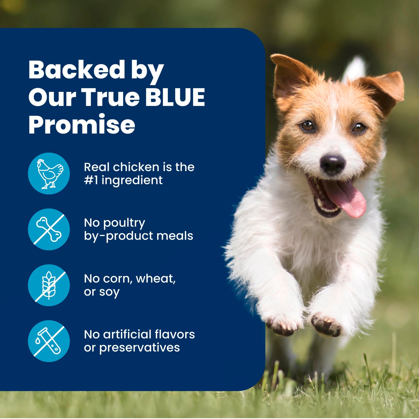 Blue Buffalo Life Protection Formula Chicken & Brown Rice Small Breed Adult Dry Dog Food, Supports Immunity with Antioxidant-Rich LifeSource Bits, Promotes Healthy Muscles, 6.8kg/15 lbs
