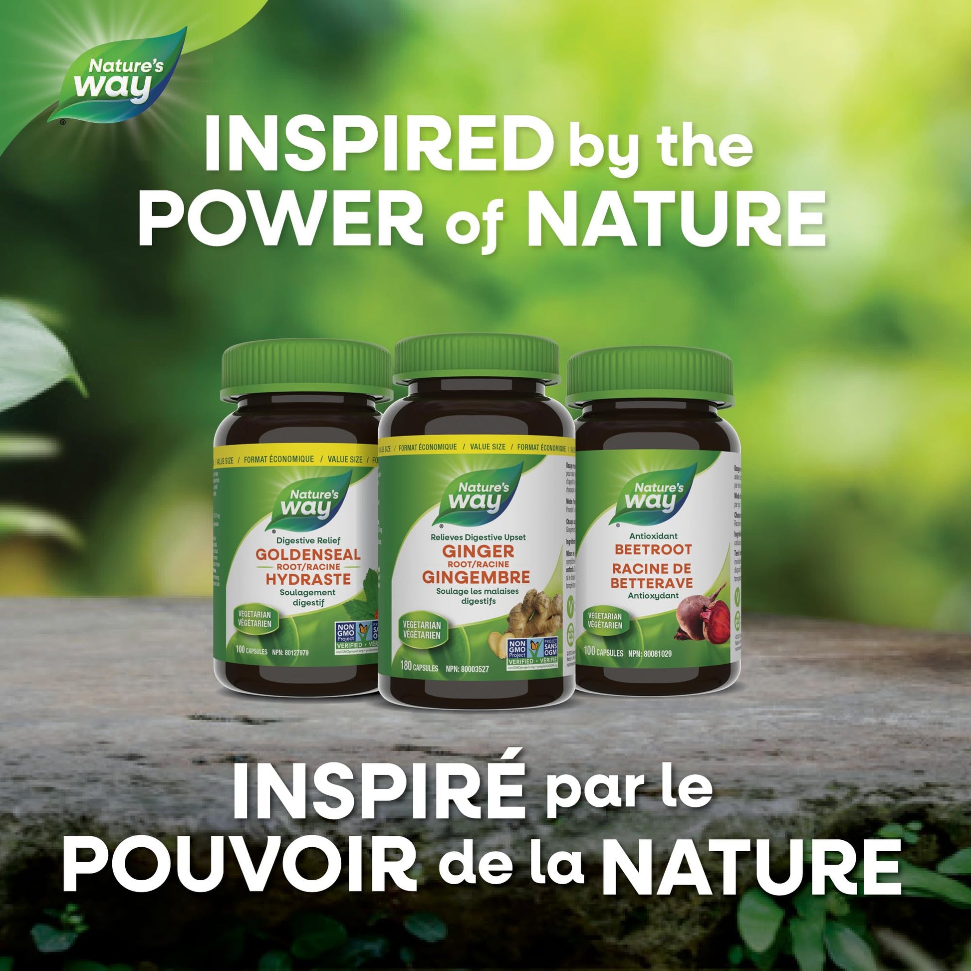 Nature's Way Ginger Root – Traditional Digestive Support Supplement - Used in Herbal Medicine to Help Relieve Digestive Upset – Non-GMO - 180 Vegetarian Capsules, Value Size - Available at All In One Marketplace Canada