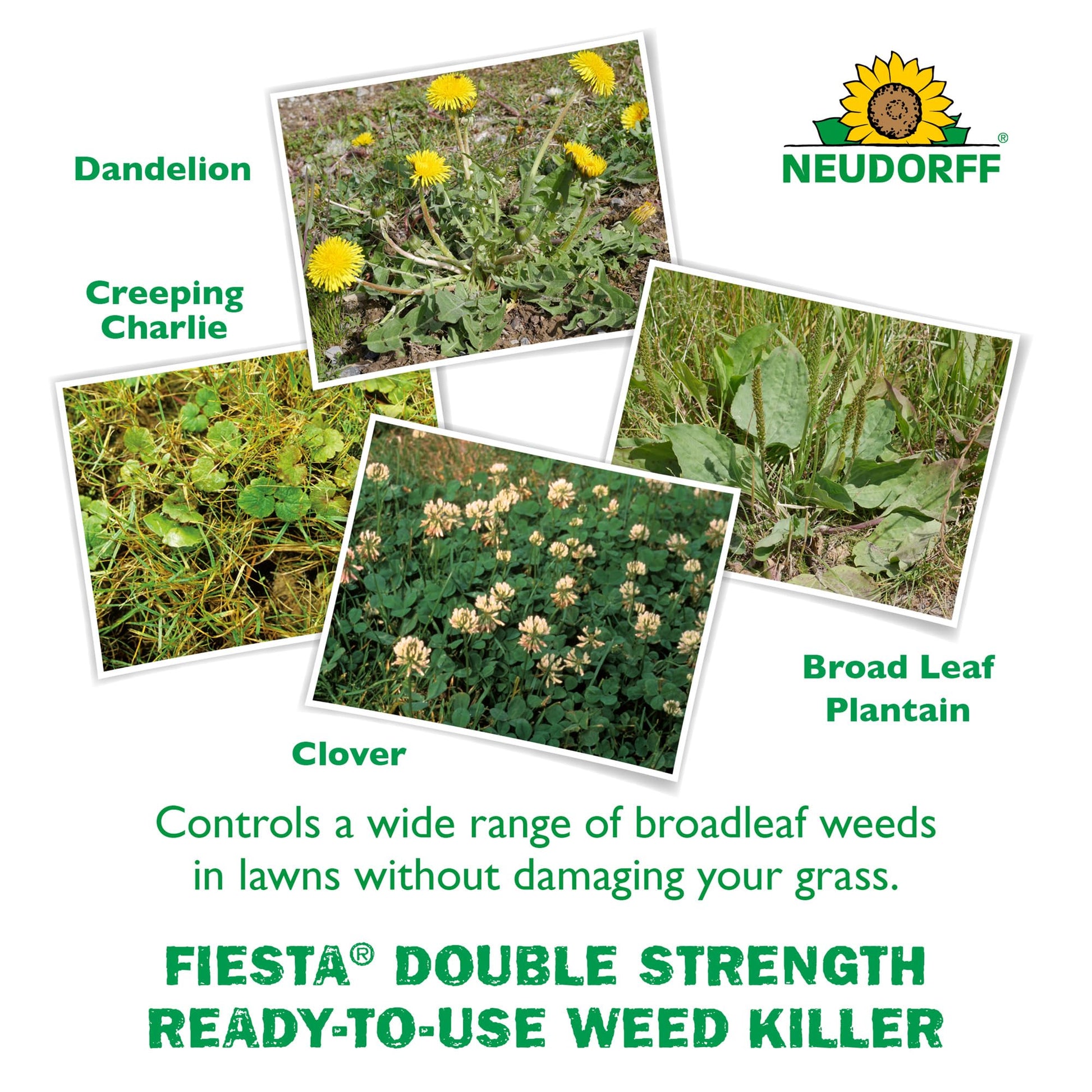 Neudorff Fiesta Lawn Weed Killer Double Strength RTU, See Results in Hours & Can Reseed Lawn 1 Day After Treatment, People & Pets Can Enter Treated Area When Spray Dries, Made with Iron (946 ML)