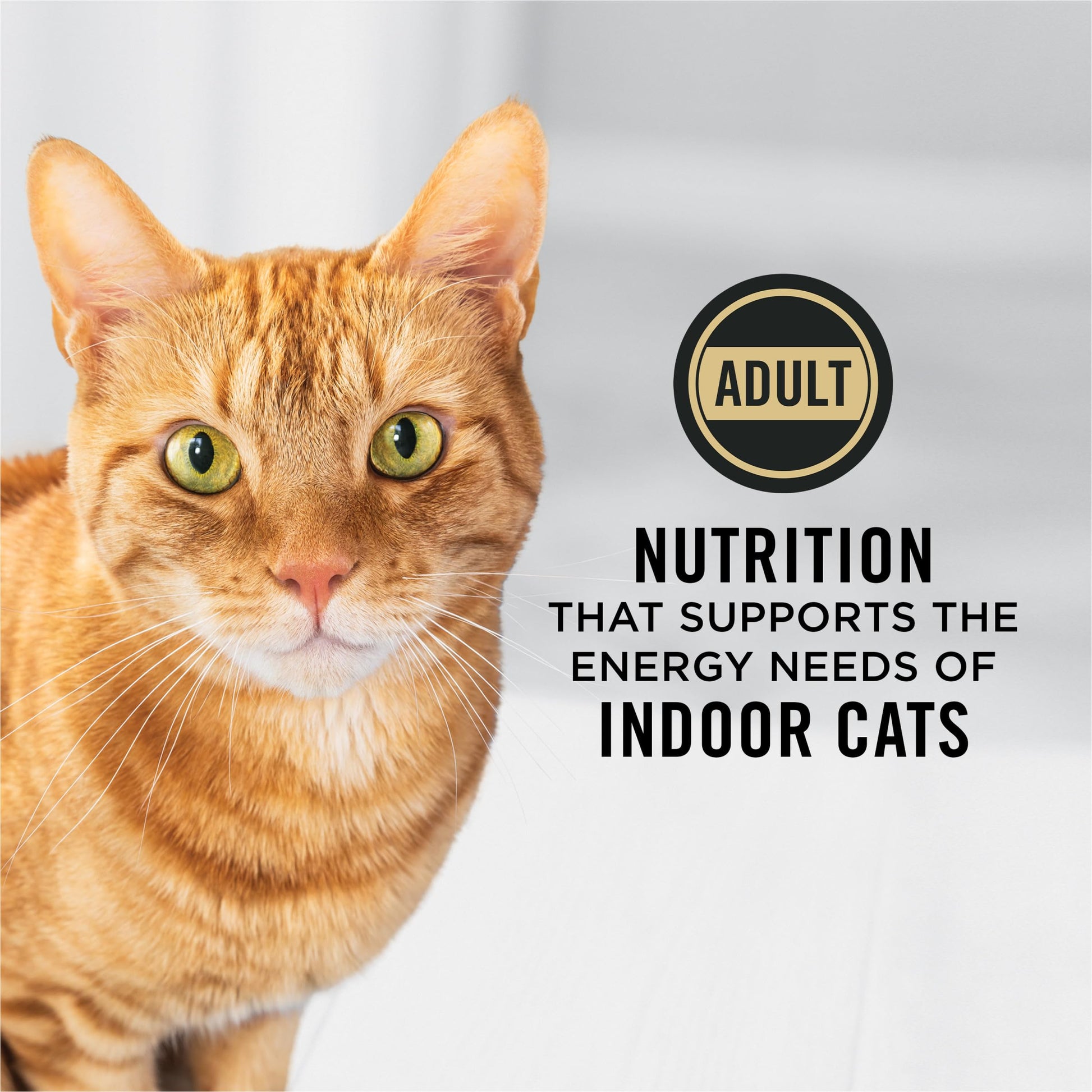 Purina Pro Plan Dry Cat Food, Specialized Indoor Hairball Turkey & Rice - 7.26 kg Bag (1 Pack) Pro Plan