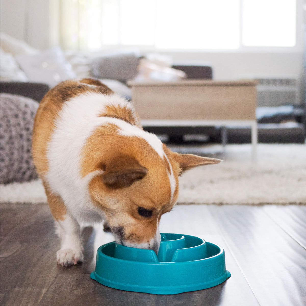 Fun Feeder Slo Bowl – Medium 2‑Cup Capacity, Slow Feeding, Small to Medium Dogs & Cats, Non-Slip, Turquoise, Drop Pattern