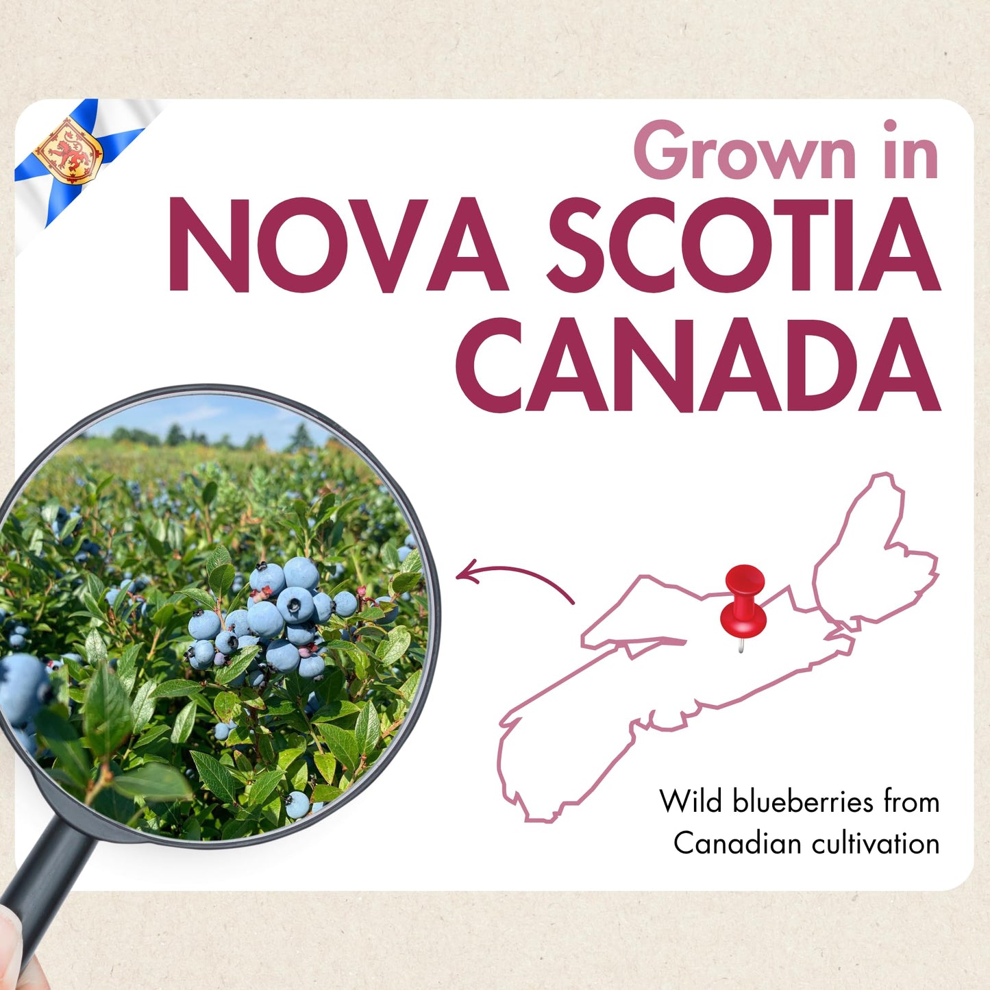 Taloa Wild Blueberry Powder 150g – Pure Nova Scotia Wild Blueberries, Canadian-Made, Unsweetened & Additive-Free