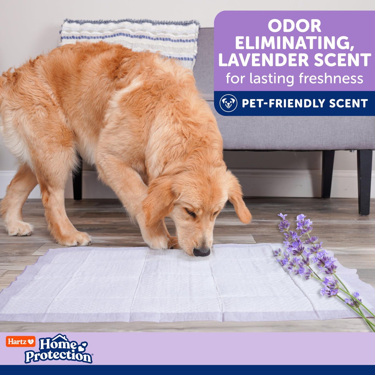 Hartz Home Protection Lavender Scented Dog Pads, 100 Count, Super Absorbent & Won't Leak, Odor Eliminating 🍁 All In One Marketplace Canada