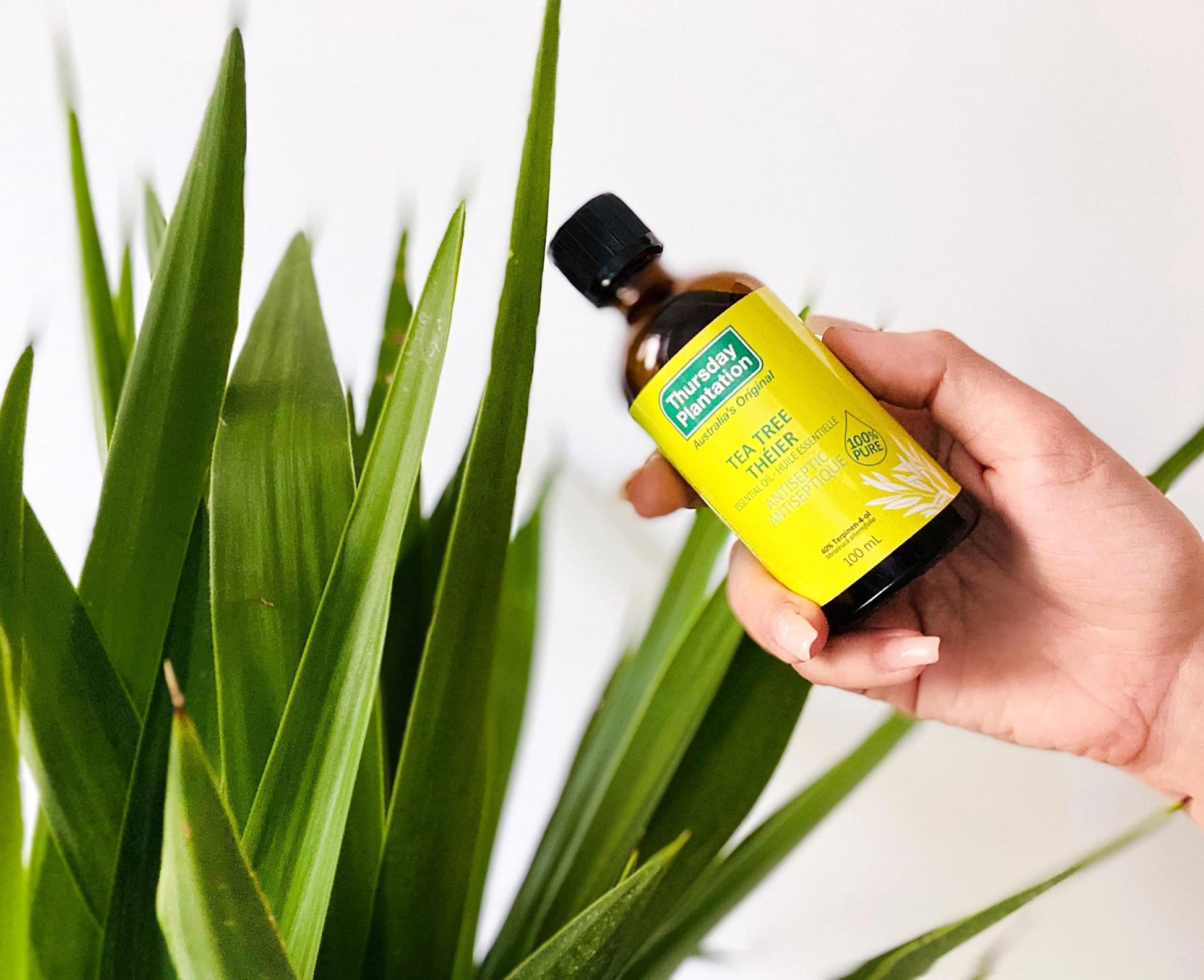Thursday Plantation 100% Pure Tea Tree Oil - Ideal for Minor Cuts, Abrasions, Insect Bites, Stings, and Skin Irritations - Essential Oil - Versatile Oil for Home Use and Personal Care - 100ml size Thursday Plantation